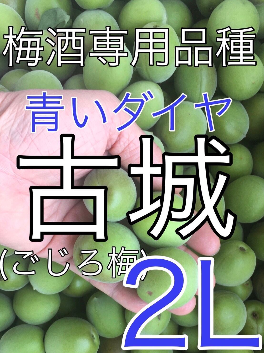 紀南よりお届けです‼️古城梅(青梅)　Sサイズ　4kg 　少し傷あり