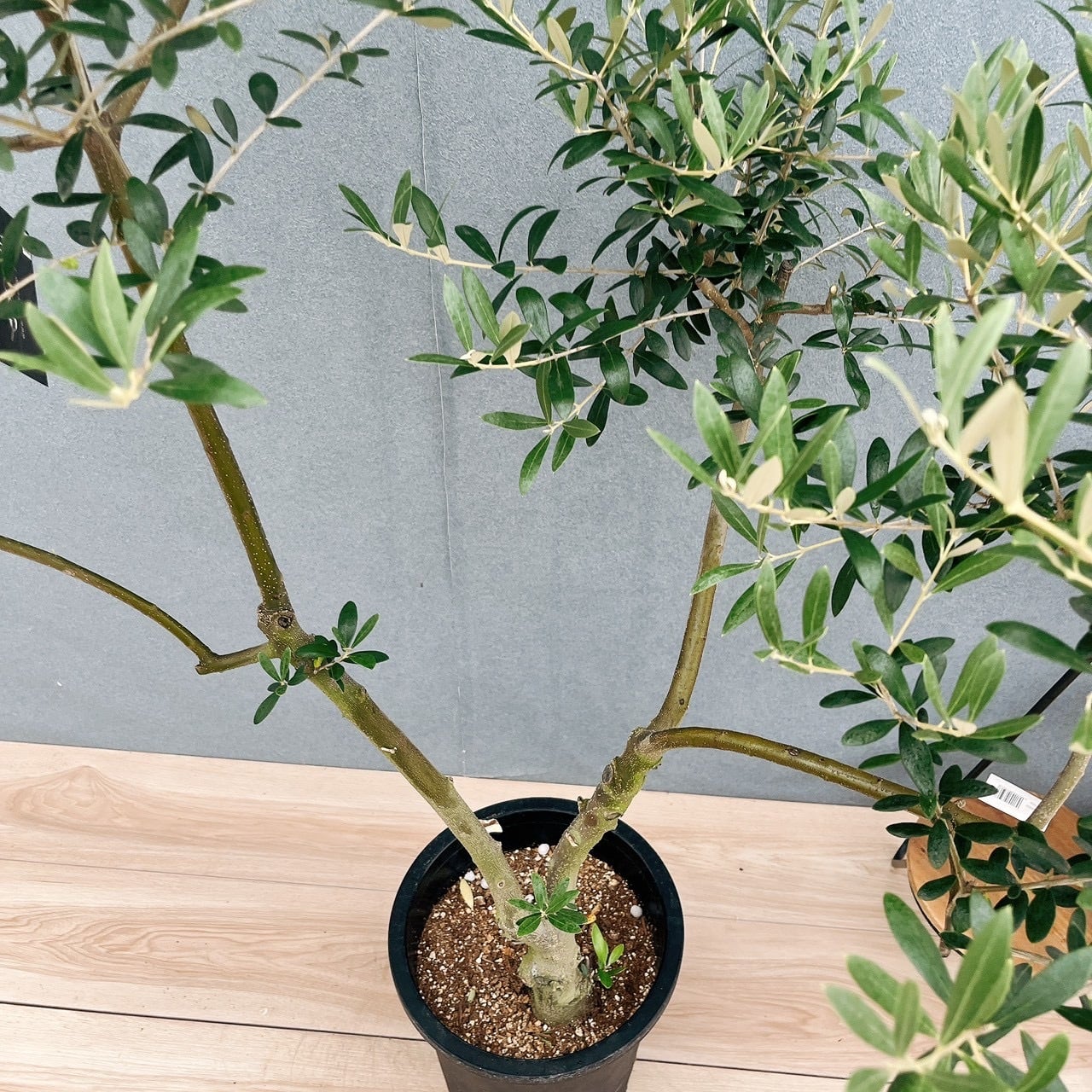 現品］20番 創樹 オリーブ ネバディロブランコ 8号 観葉植物 大型 屋外