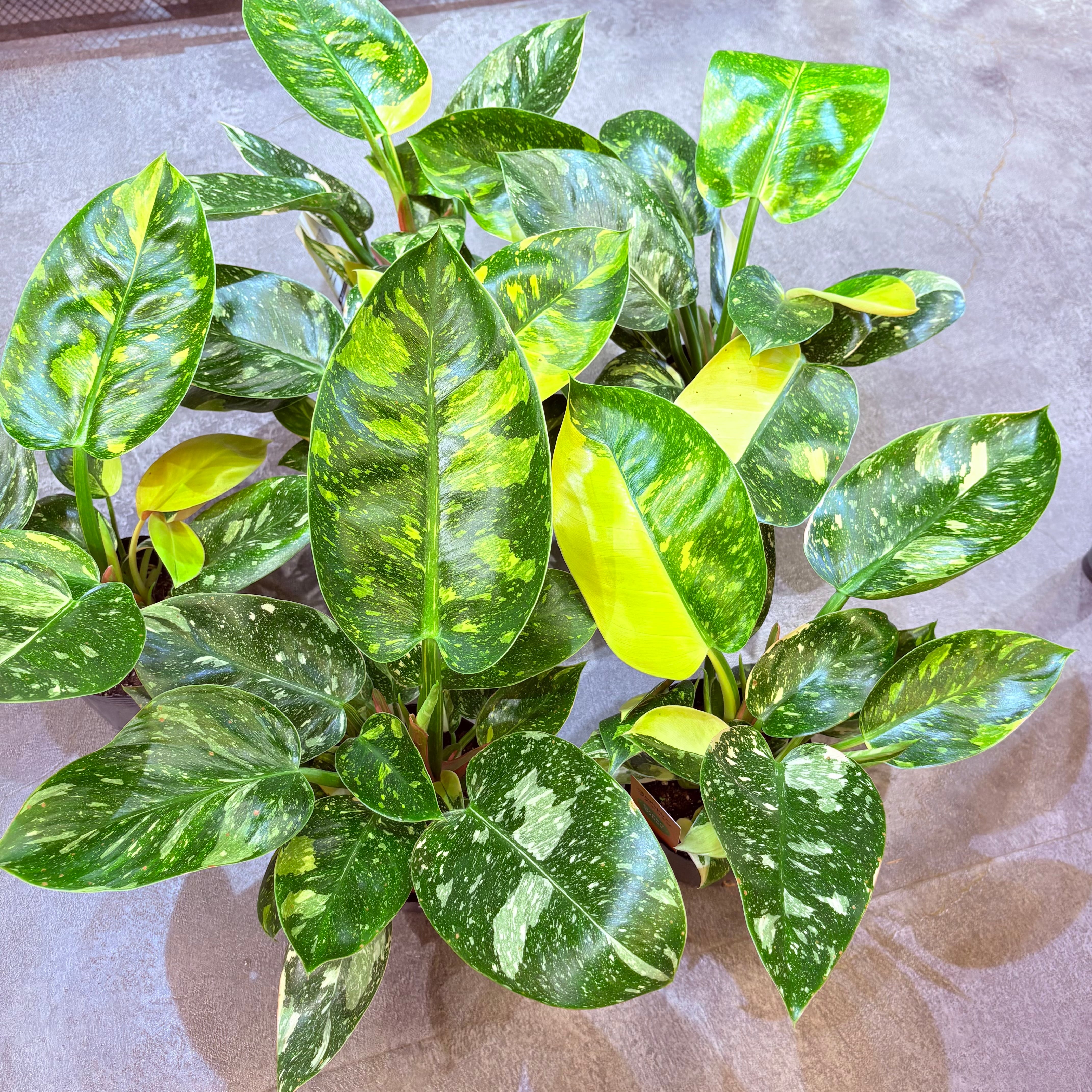 フィロデンドロン グリーンコンゴ 4号 | Green Vibes 宇都宮市の観葉