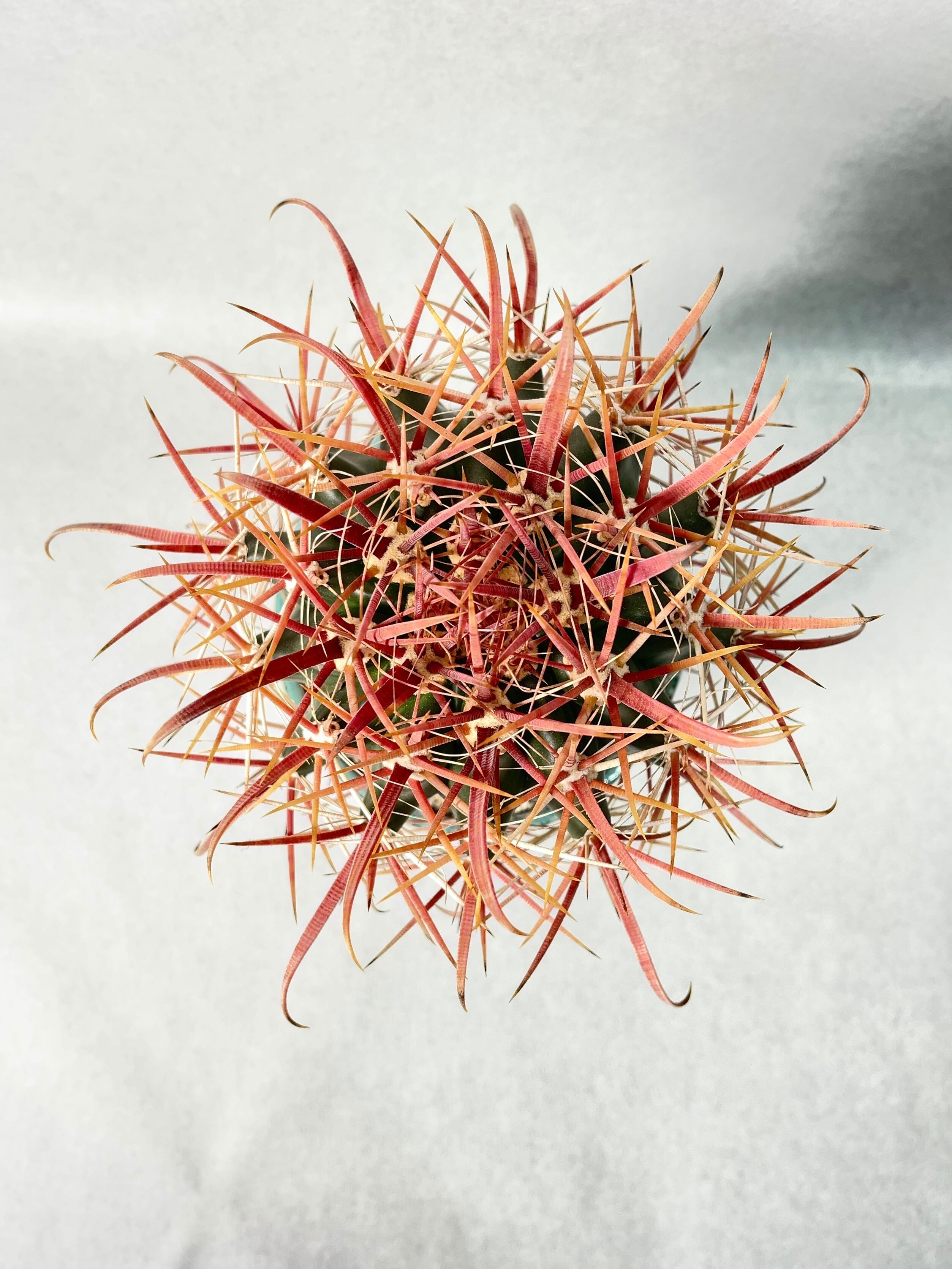 フェロカクタス・刈穂玉 | trigger