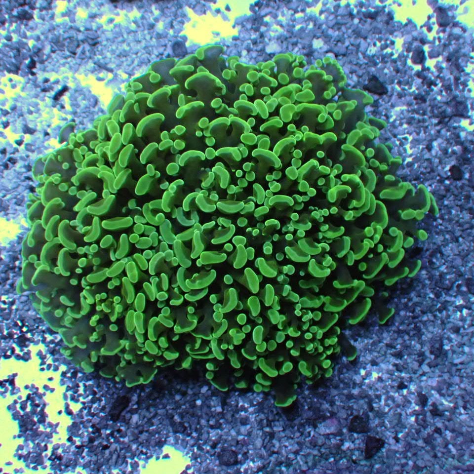 ナガレハナサンゴ / Hammer | HOUSE REEF(ハウスリーフ)サンゴ・海水魚