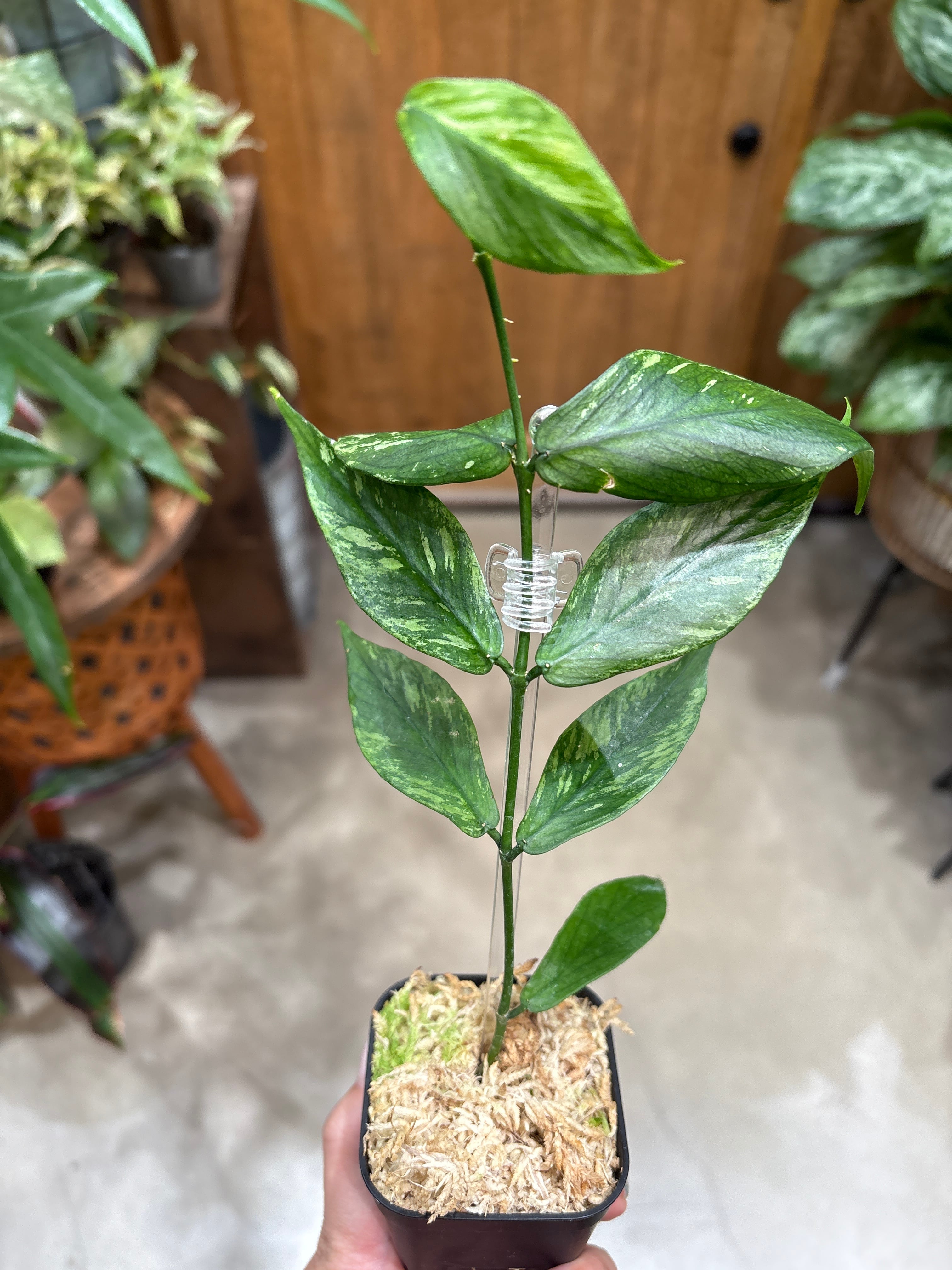 ホヤ カルノーサ スージーQ | MIDORIYA 観葉植物専門店