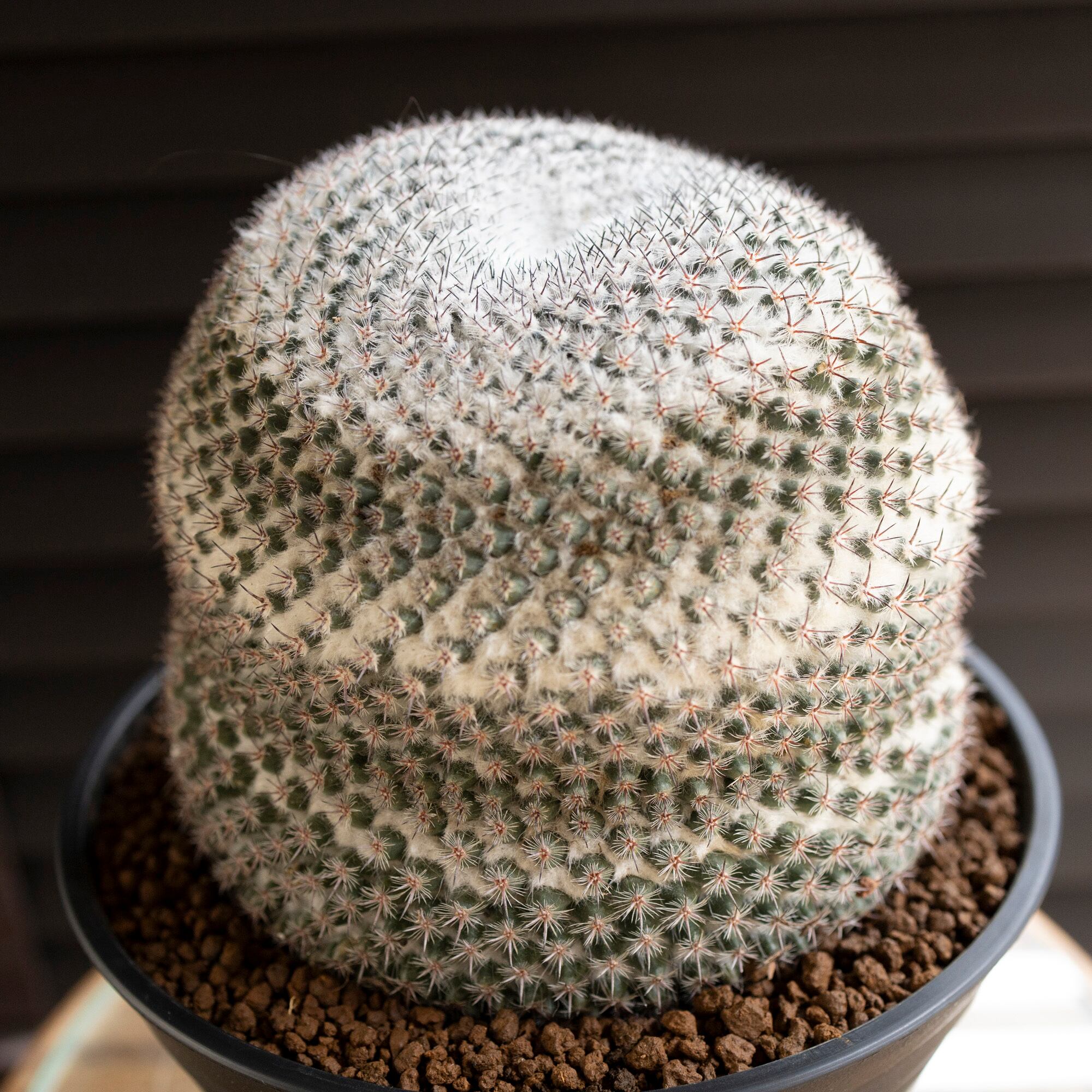 マミラリア 映雪丸 ピンクの花が咲く Mammillaria Bravoae Craig