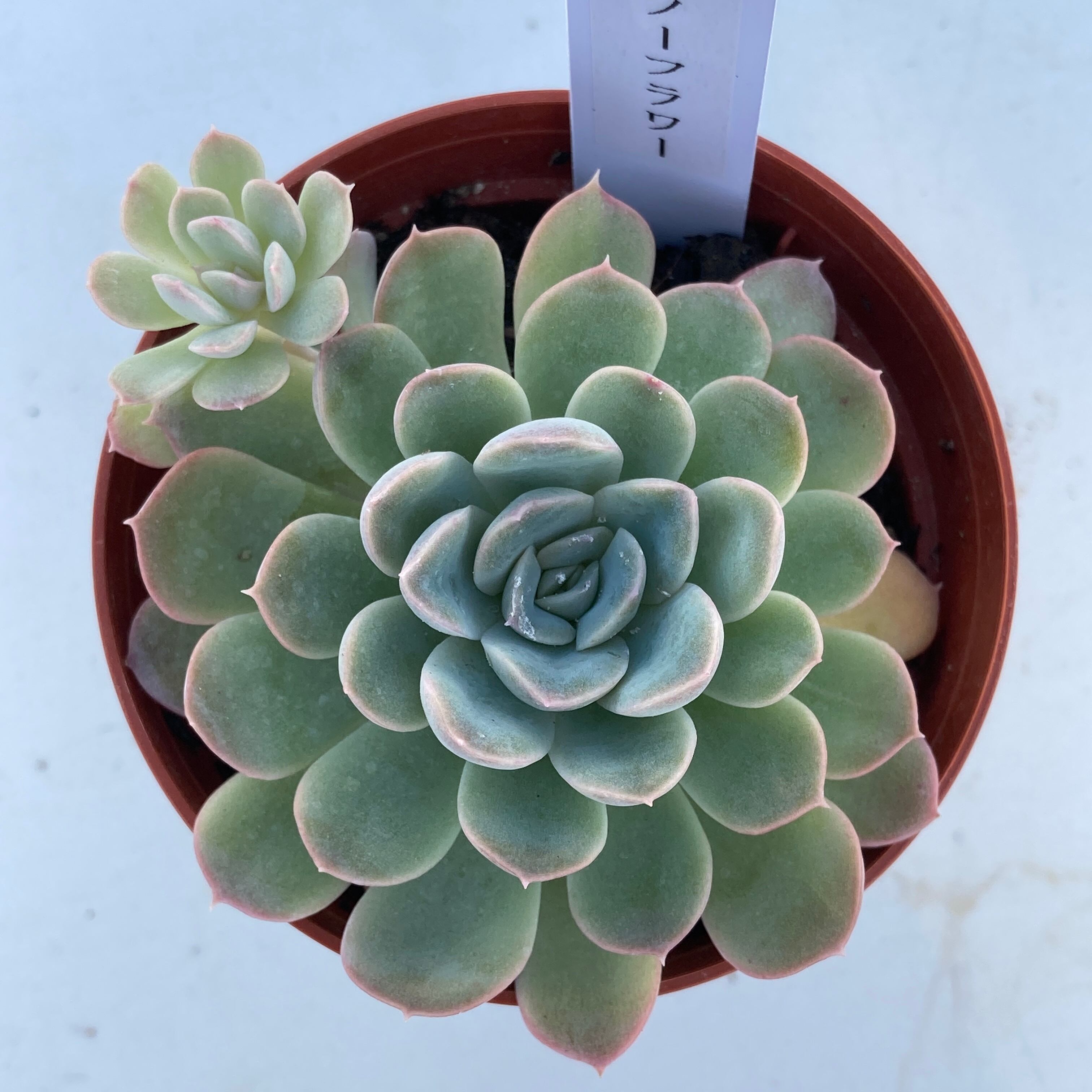 最終決算 スノーチーズケーキ 大群生 多肉植物 植物/観葉植物