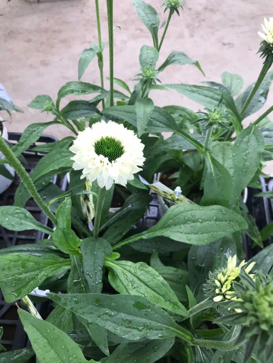 エキナセア5寸 サンシーカーズホワイトパーフェクション | flowerbiz