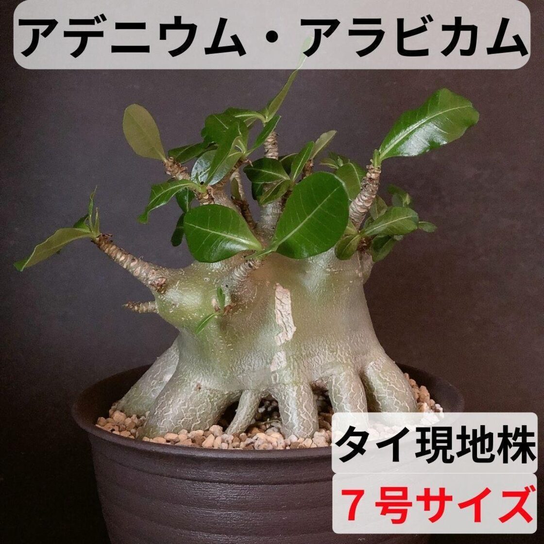 MA13【限定一株・激レア品種】アデニウム アラビカム たこ足 タイ現地  