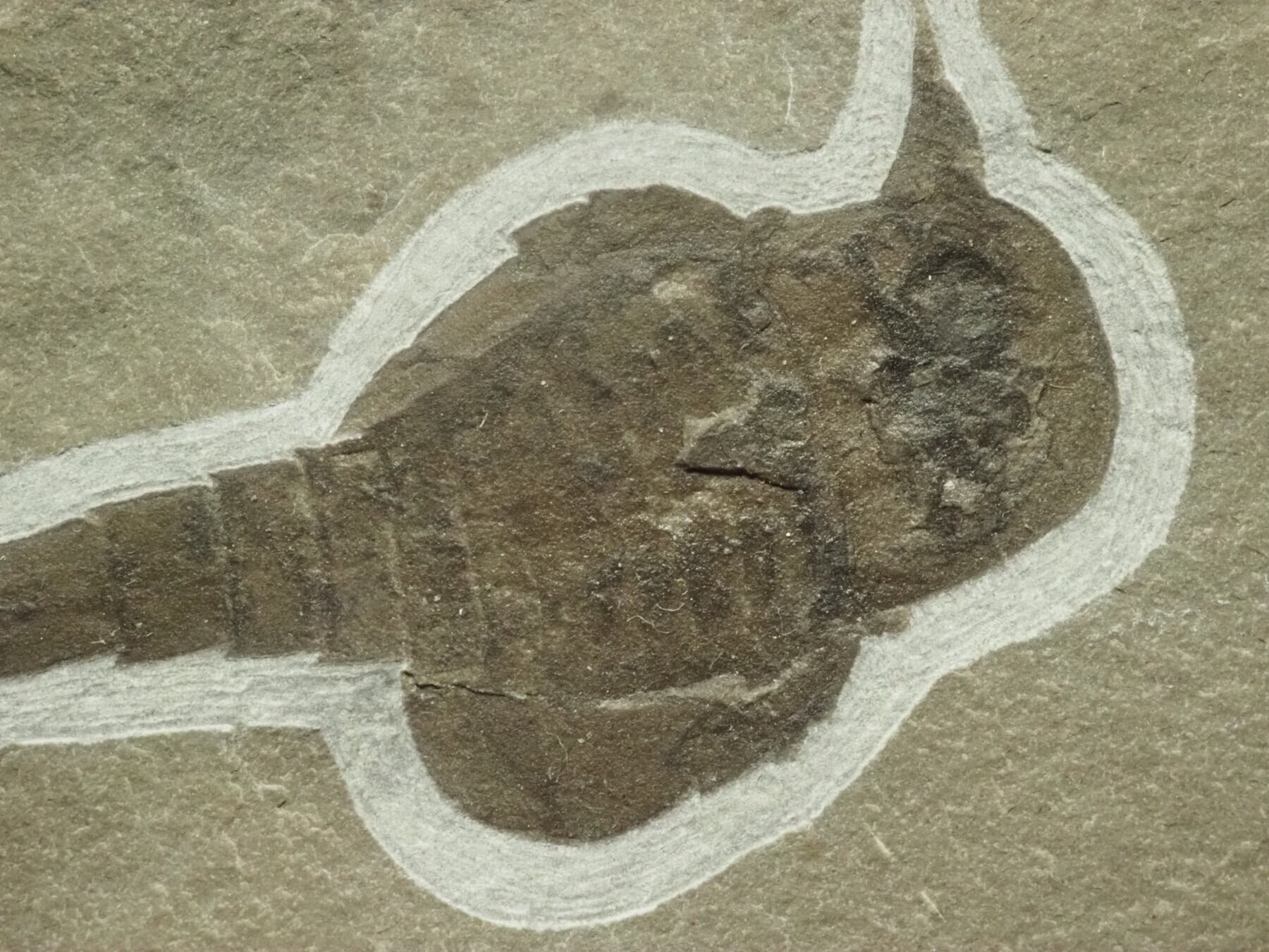 横向き！？ウミサソリの化石【Eurypterus remipes】【1315g】アメリカ