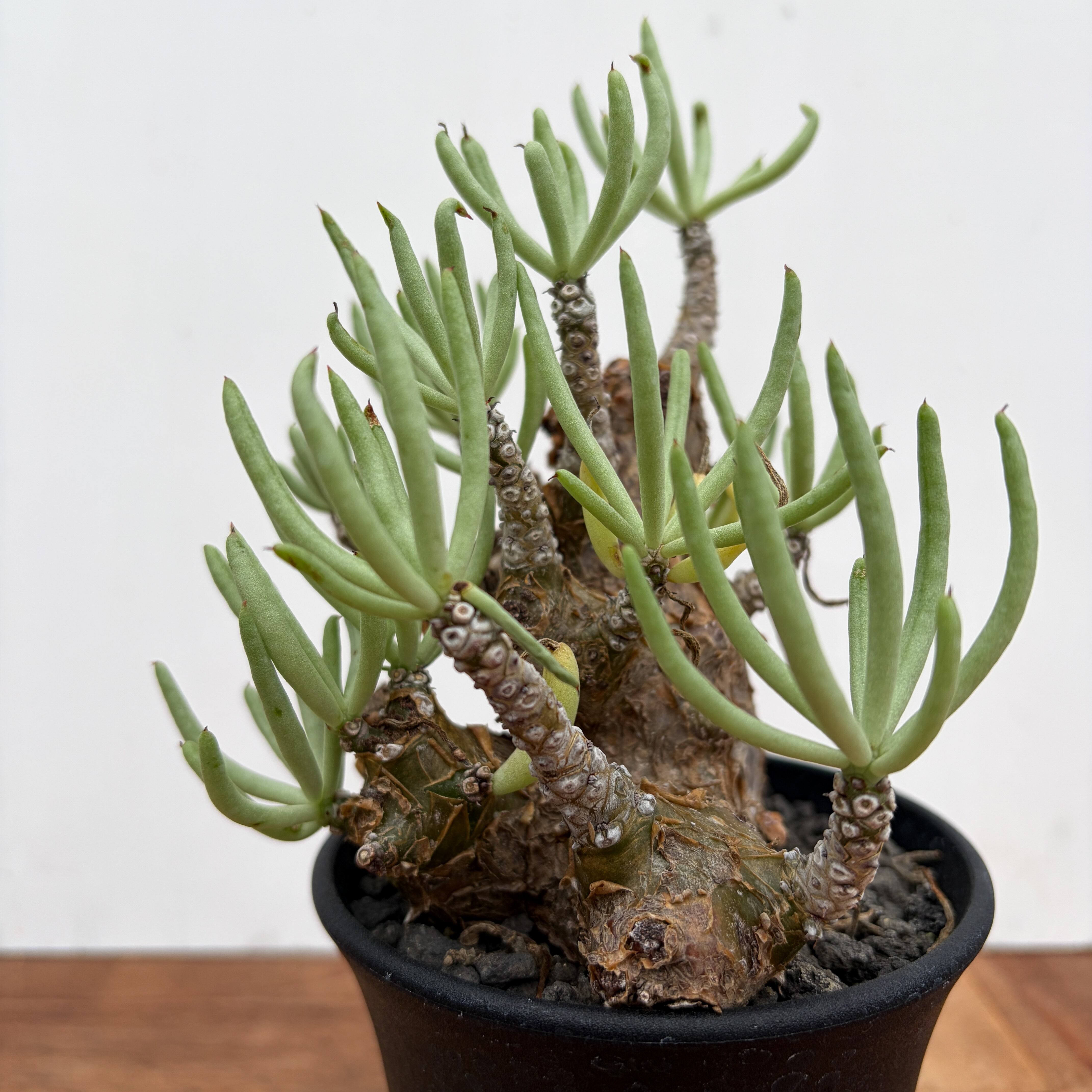 Tylecodon pearsonii【チレコドン・ペアルソニー】 | RIMO'S GREEN