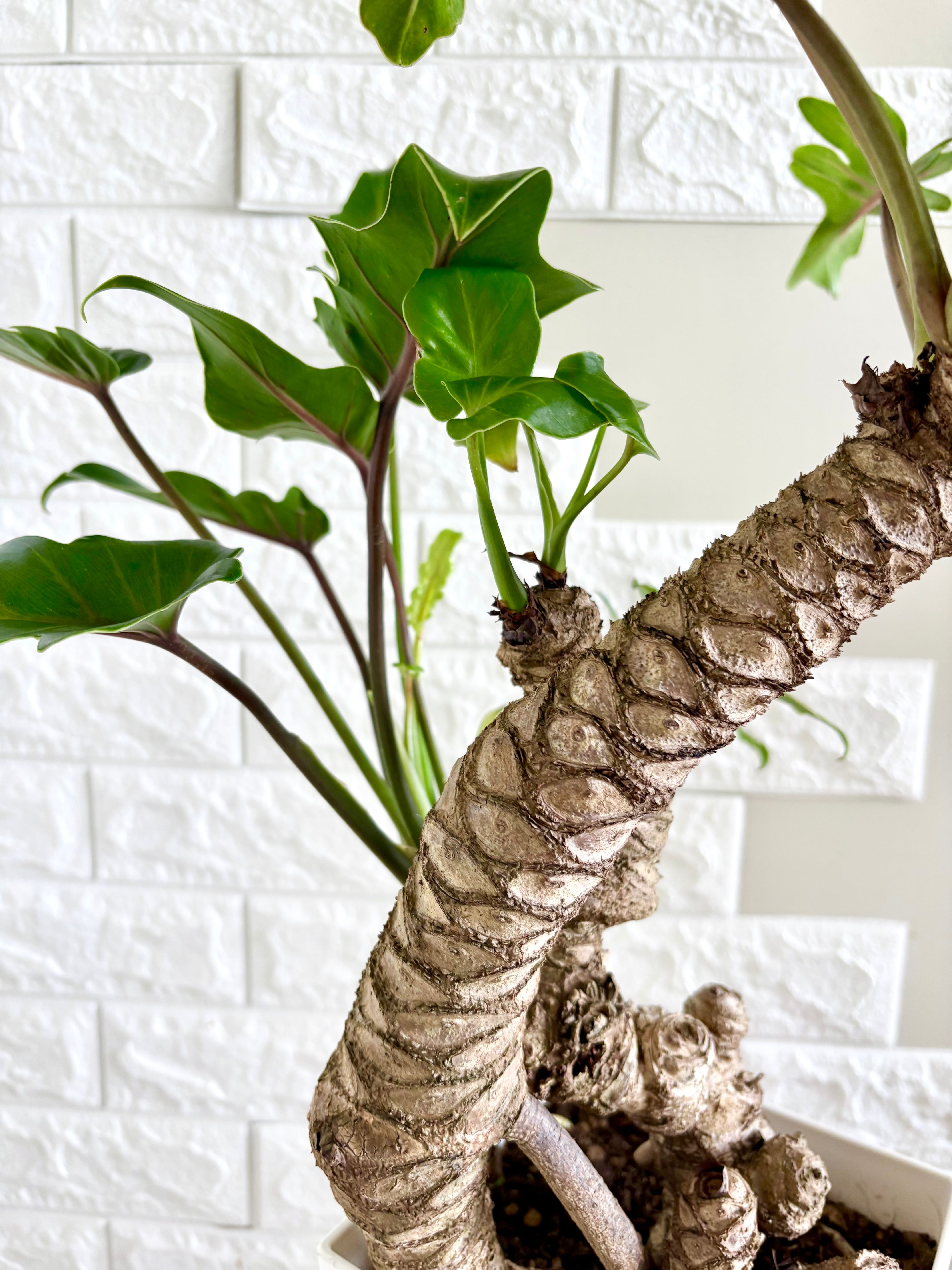 現品】フィロデンドロン クッカバラ 幹立ち 観葉植物 | 観葉植物のお店