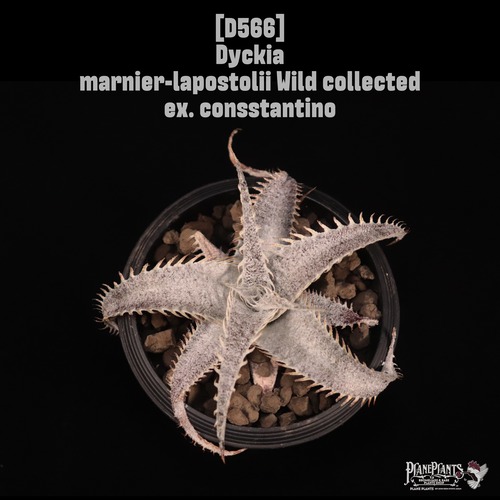 【reserved】Dyckia marnier-lapostolii Wild collected ex. consstantino〔ディッキア〕現品発送D566