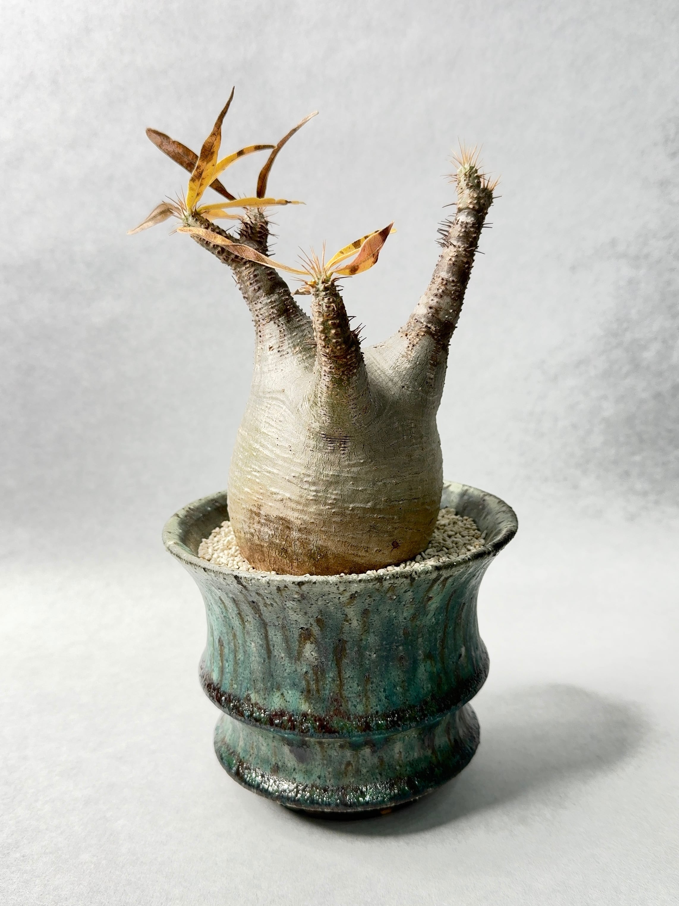 中川智治 | trigger