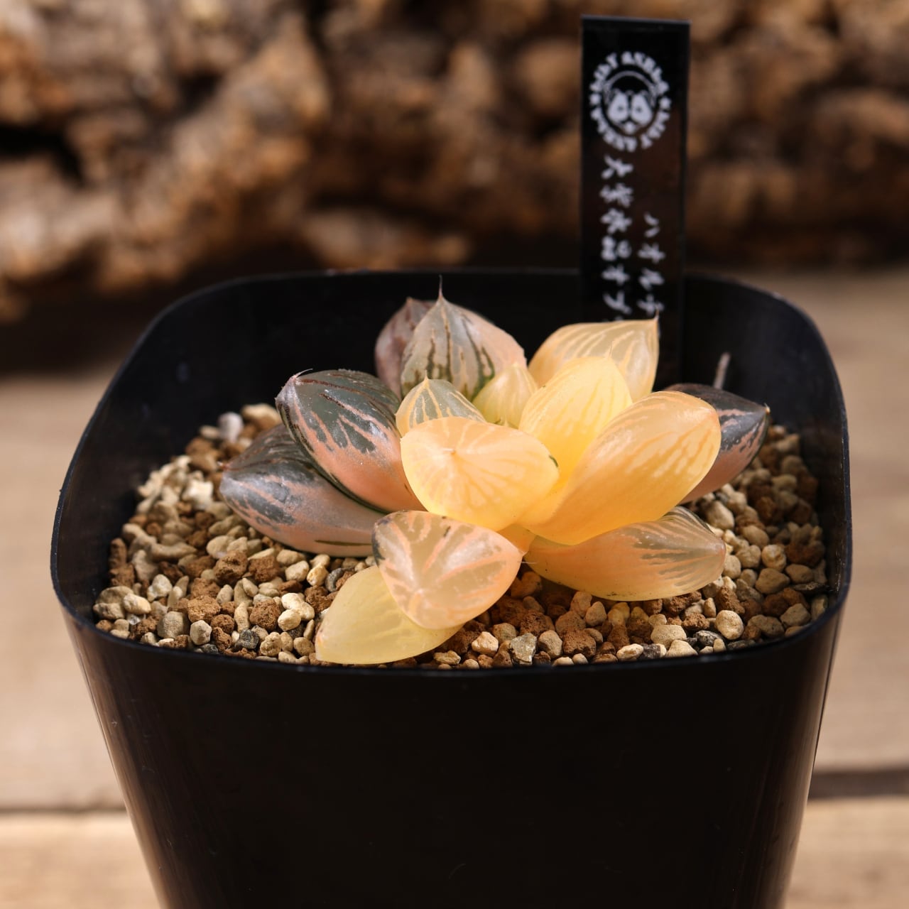 49g 多肉植物　ハオルチア　紫王オブツーサ錦糊斑　自家繁殖　鉢植え発送 719『ハオルチア 大紫水晶オブツーサ錦』観葉植物【送料無料】 | MARX