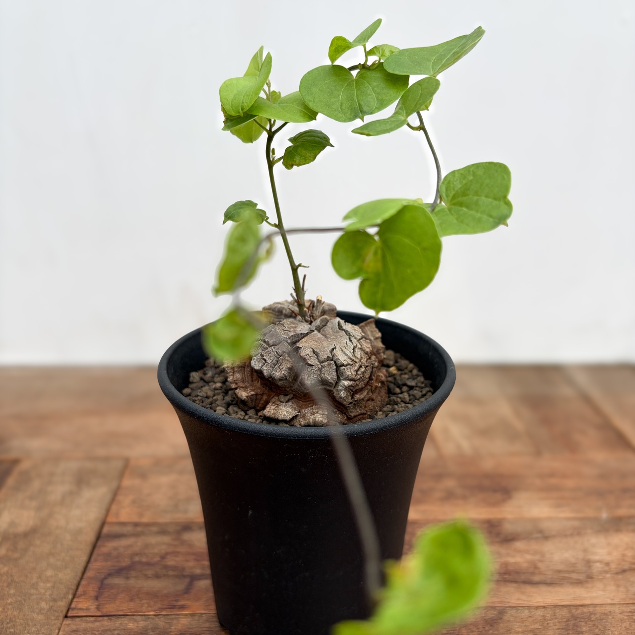 Dioscorea elephantipes【亀甲竜】