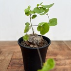 Dioscorea elephantipes【亀甲竜】