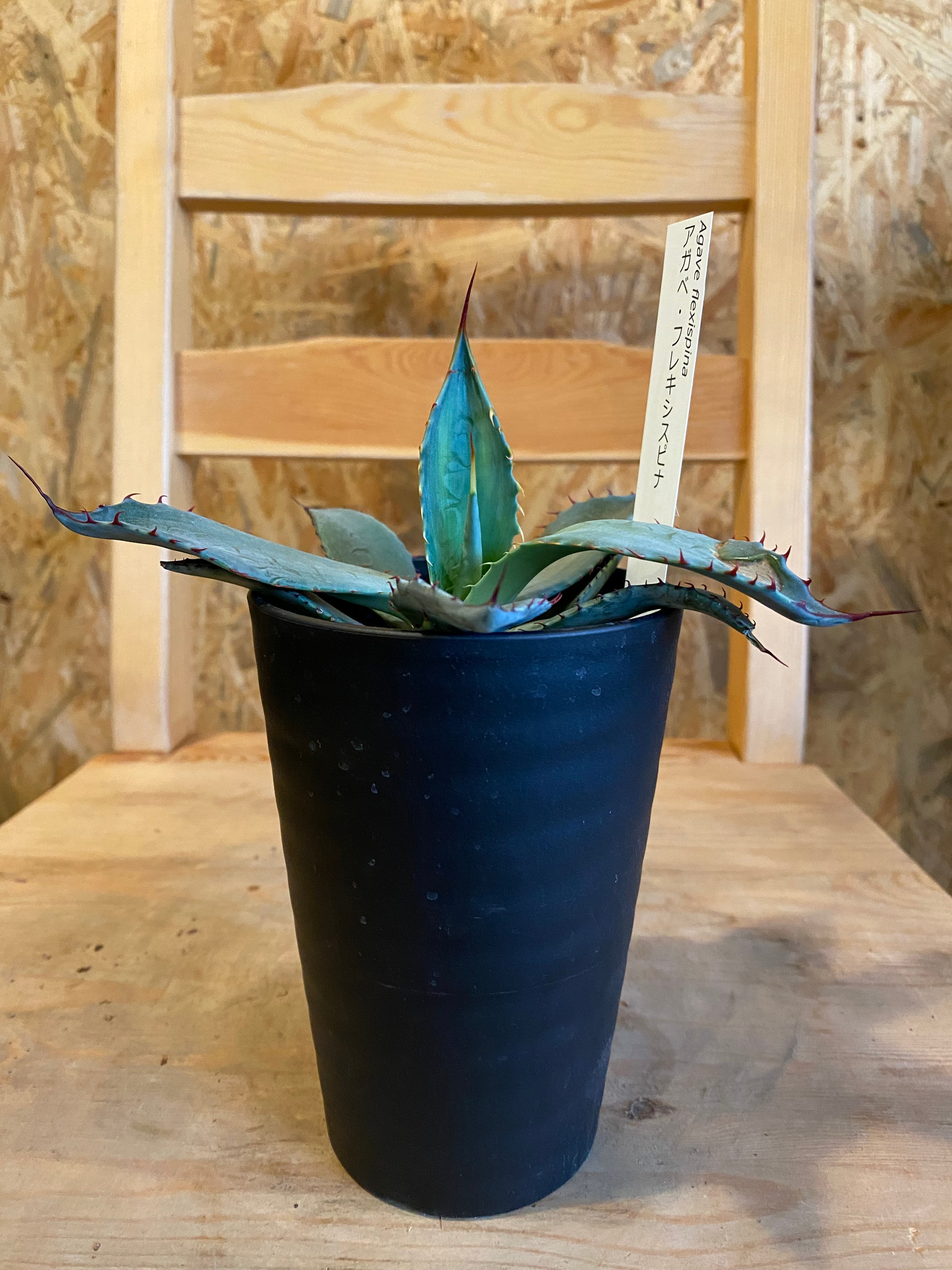 アガベ フレキシスピナ H20cm W 11cm 耐寒性強 | Garden Varejo アガベ フレキシスピナ H20cm W 11cm 耐寒性強 | Garden Varejo