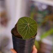 Stephania kaweesakii│ステファニア カウィーサキー⑨│観葉植物