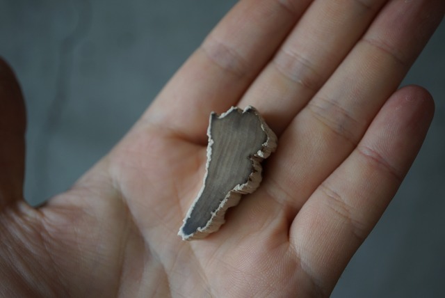 ハンガリー産珪化木 Petrified Wood 1478