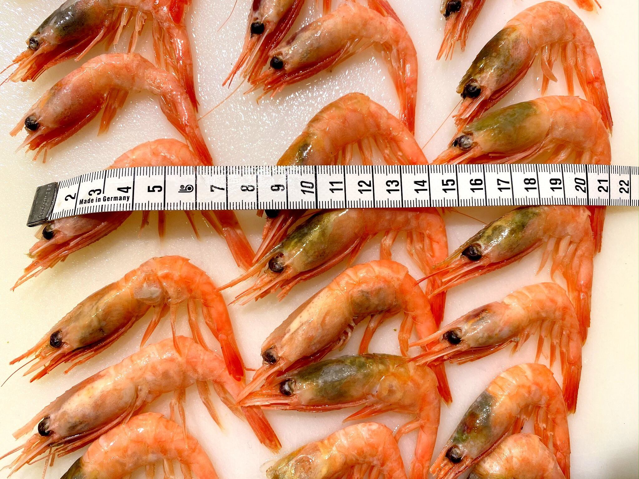 0084 待望の復活 冷凍 やめられないとまらない ボイル甘えび 500g 公式 羽田市場 漁師さん応援プロジェクト