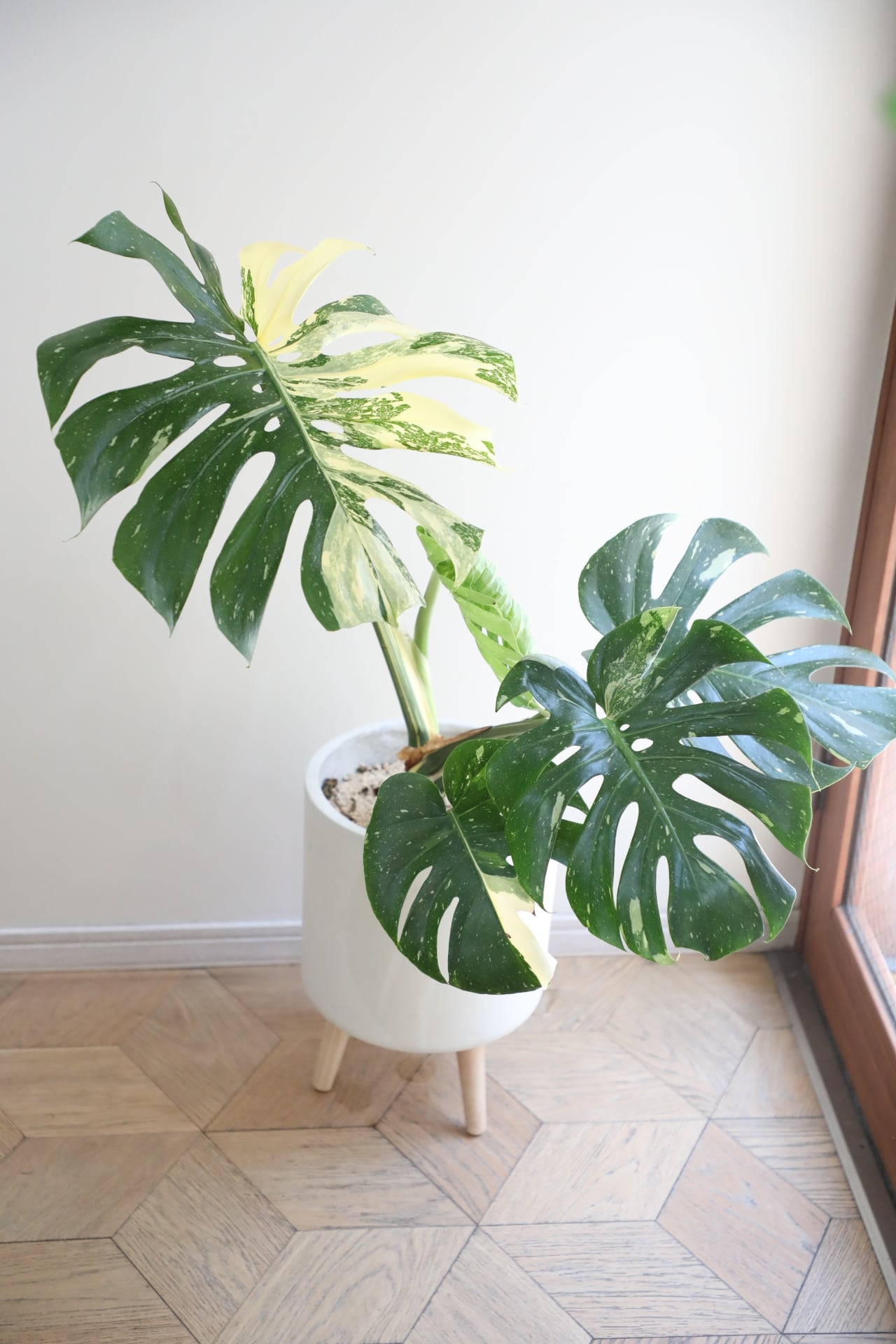 L】モンステラ タイコンステレーション/Monstera deliciosa | 【厳選