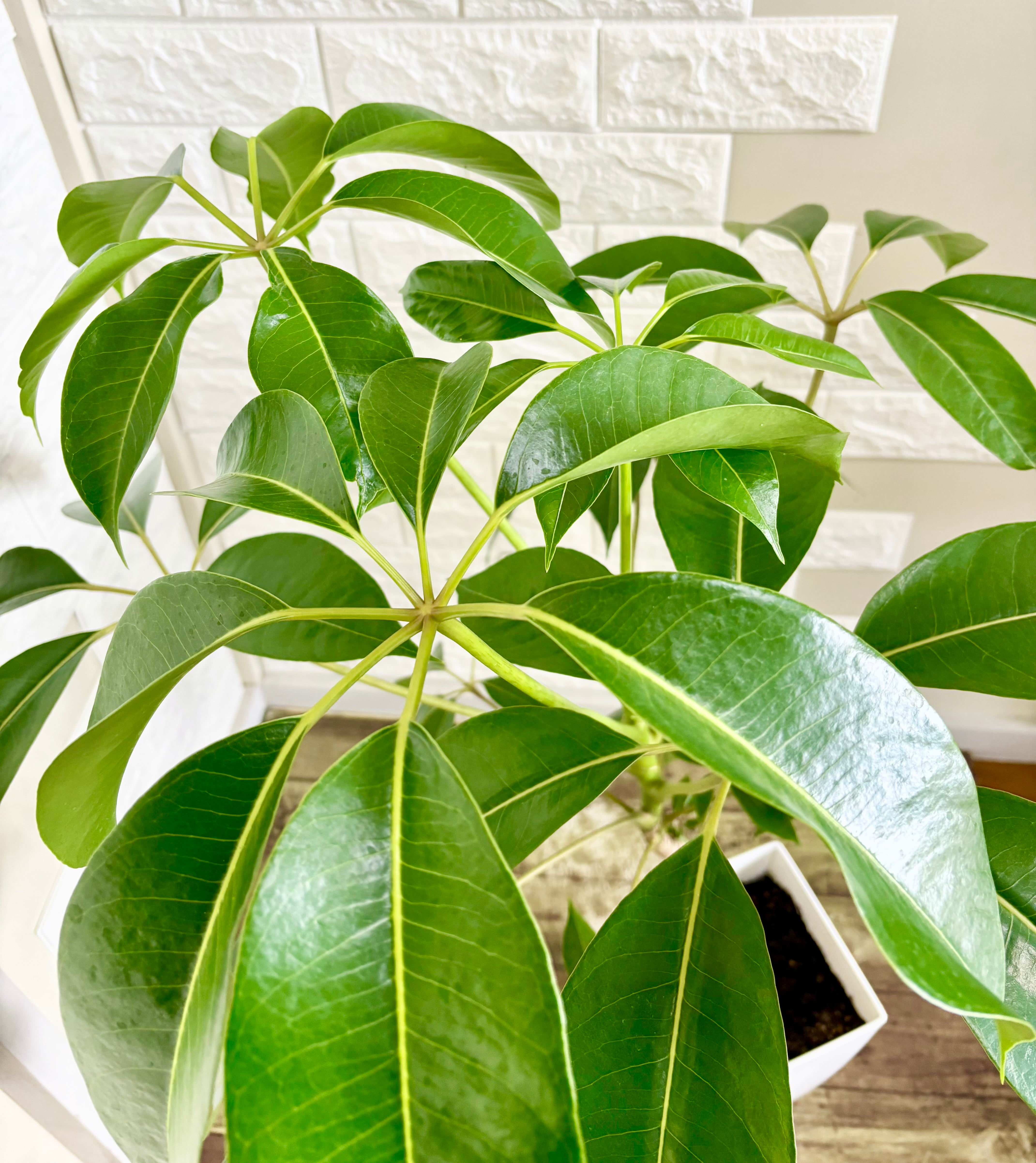 現品】ツピタンサス シェフレラ・ピュックレリ 7号鉢 観葉植物 | 観葉