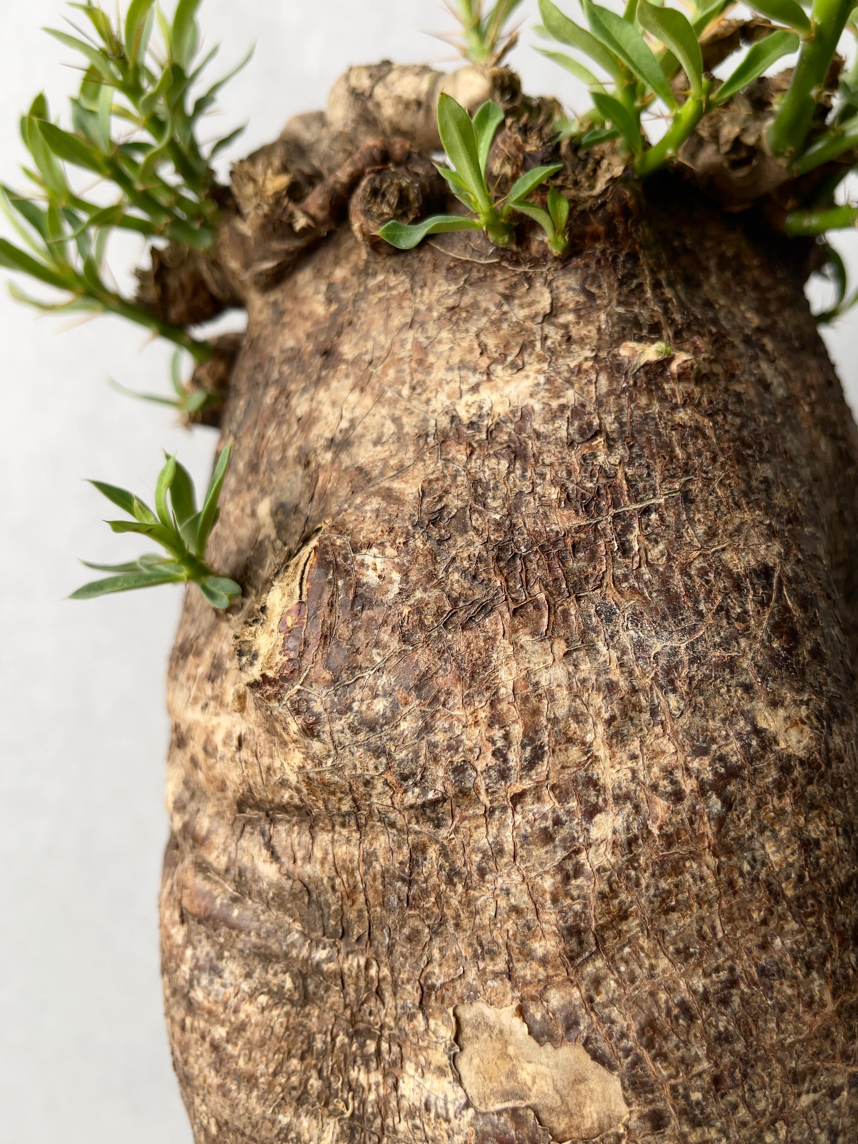 【塊根植物】パキポディウムビスピノーサム現地株発根済み 塊根植物【一点物】パキポディウム・ビスピノーサム / 幹幅約23cm×高さ