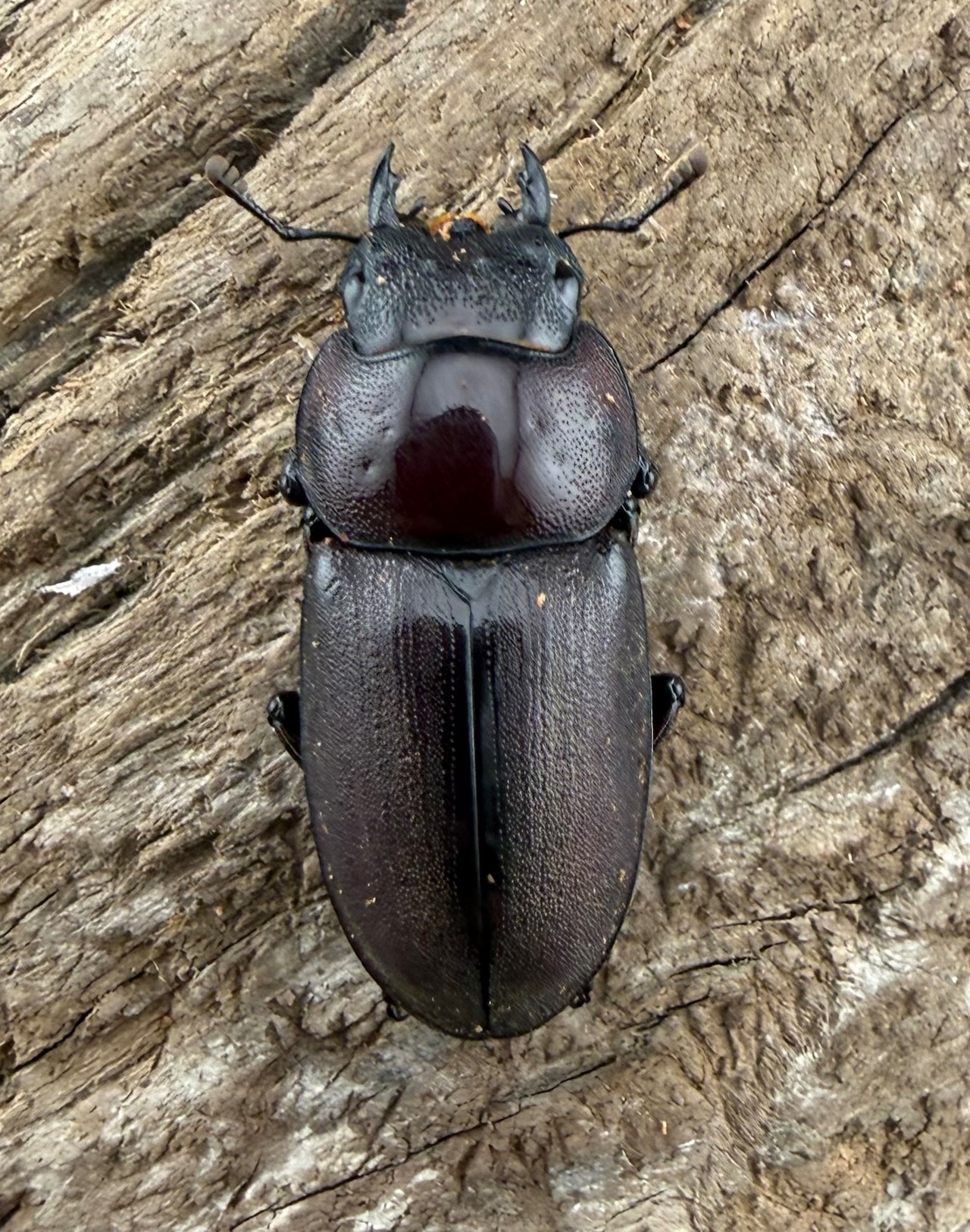 《ミシマコクワガタ 硫黄島産 47mm ♂♀♀トリオ》