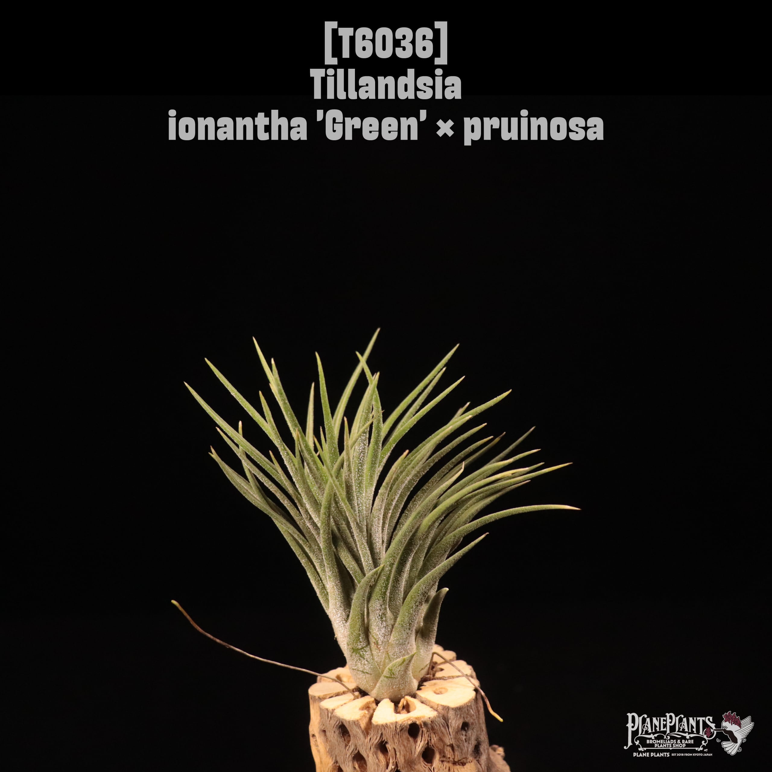 Tillandsia ionantha 'Green' × pruinosa〔ティランジア〕T6036