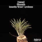 Tillandsia ionantha 'Green' × pruinosa〔ティランジア〕T6036