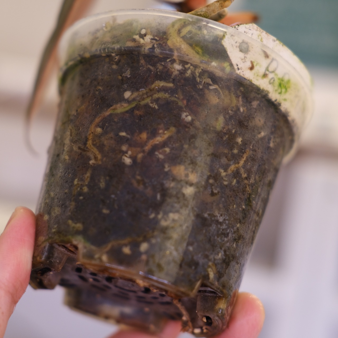 Papillilaminum(Fort Sherman) × Anthurium King of spades(KOS)│パピリラミナム × アンスリウム・キング オブ スペード│観葉植物