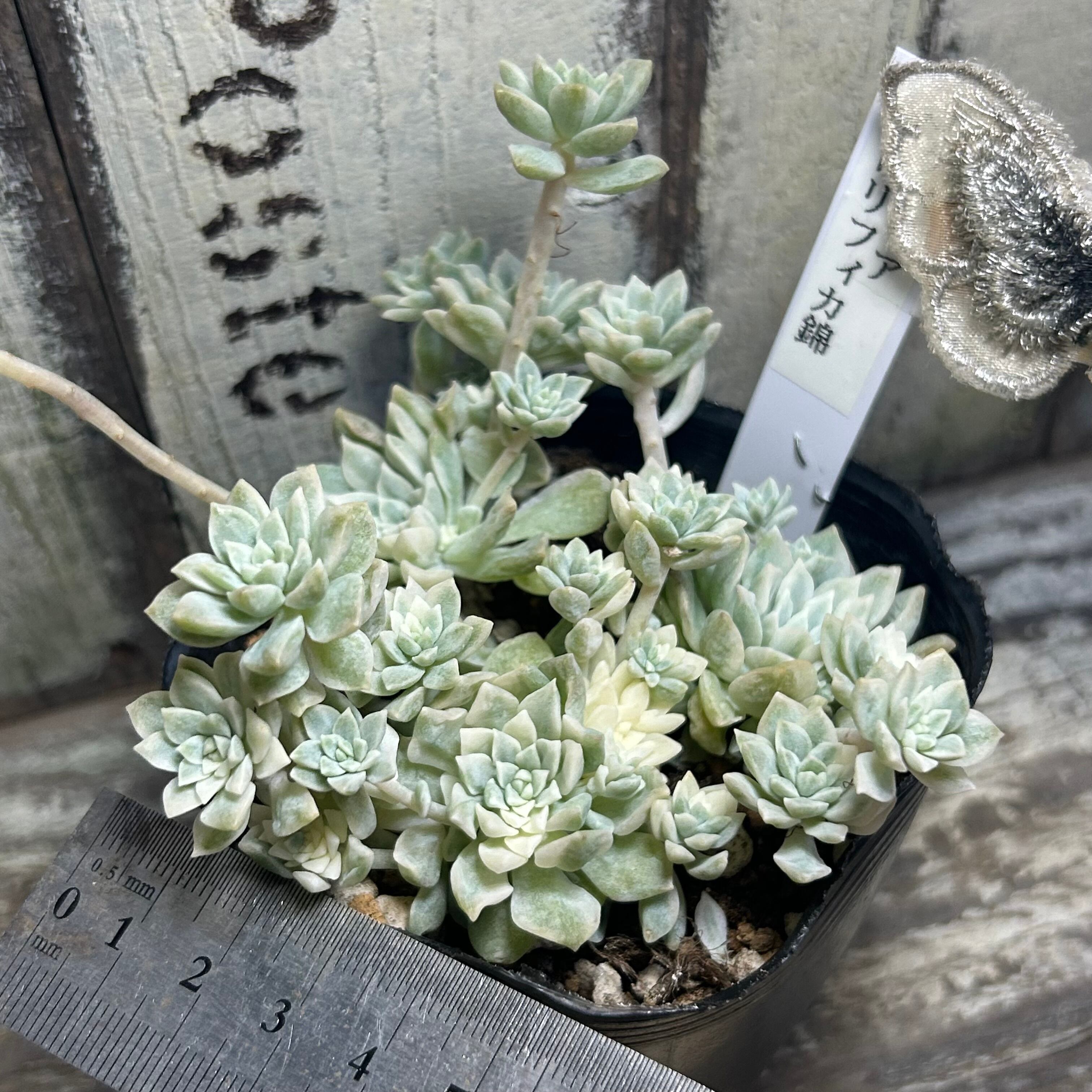プロリフィカ錦 | RuPo 多肉植物専門店