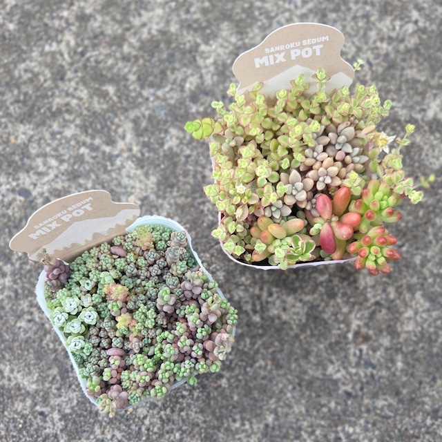 セダム2pot set ③
