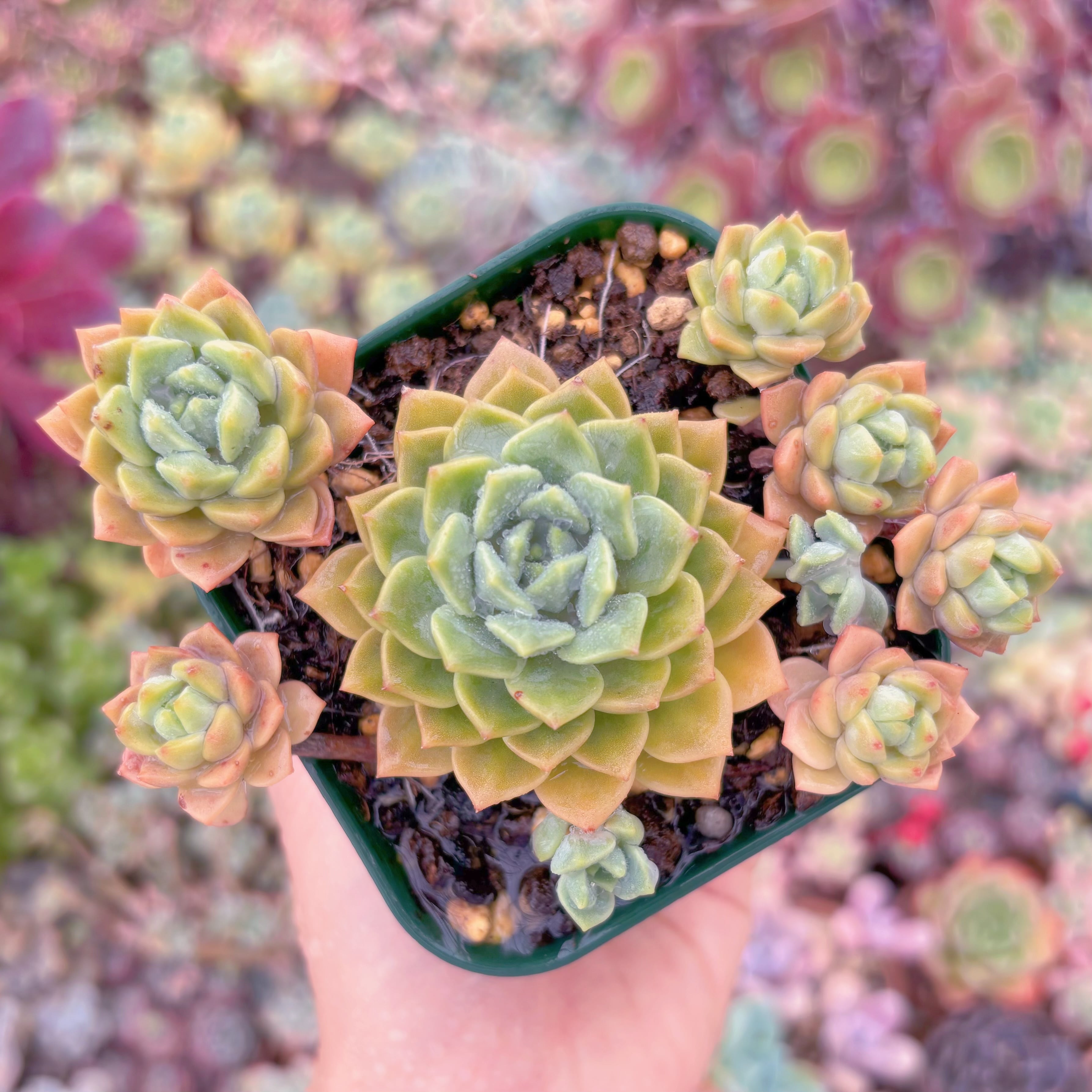 現品　沙羅姫蓮華#887　群生　るる農園