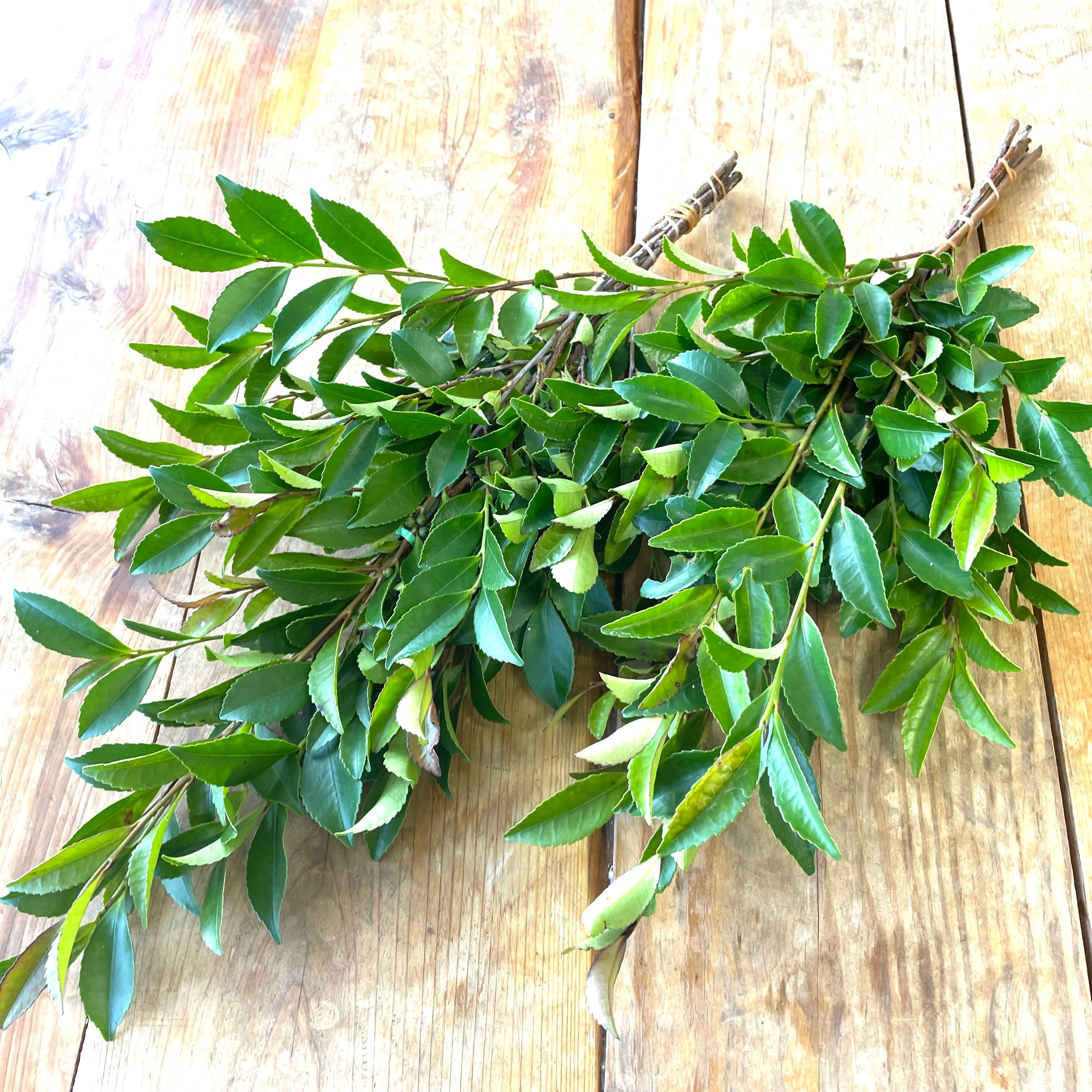 お供え用のビシャコ（ヒサカキ） 1対 | 新鮮お花問屋 Jp-Farmers.com