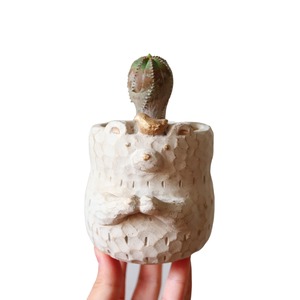 ユーフォルビア プセウド グロボーサ