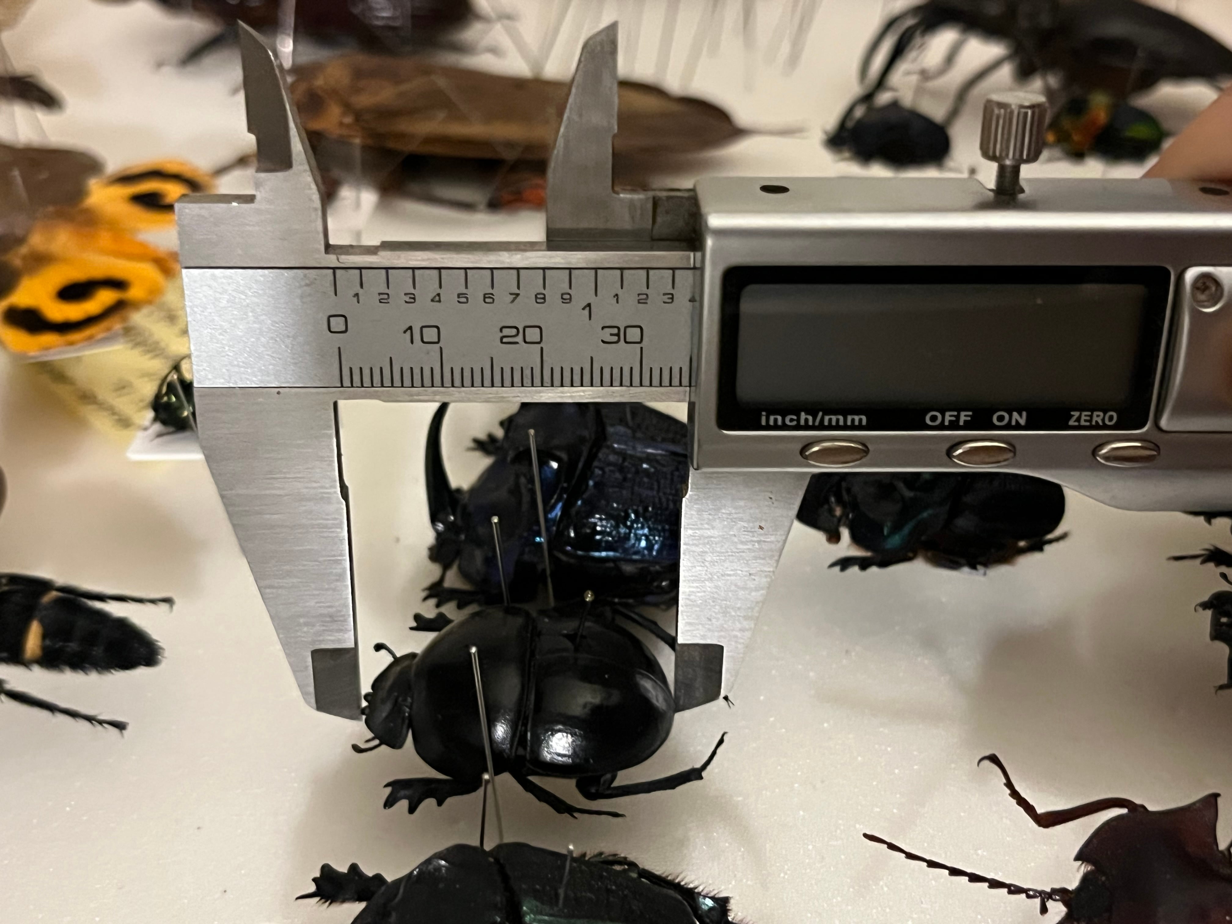 35mm】ピンポンタマオシコガネ 飛べないフンコロガシ オオニジ