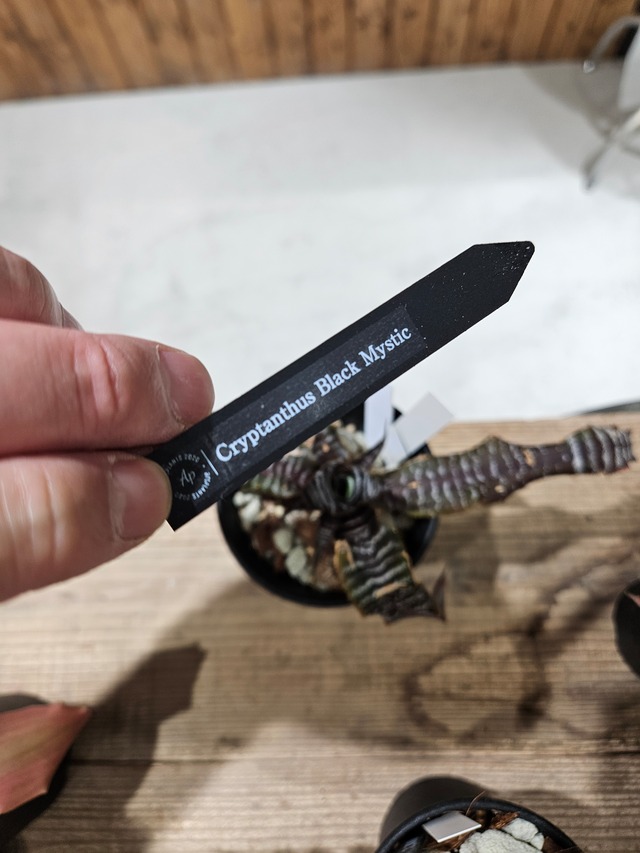 Cryptanthus Black Mystic 【artPLANTs/PLANTS GARAGE】 クリプタンサス/ブロメリア 2024/7/20