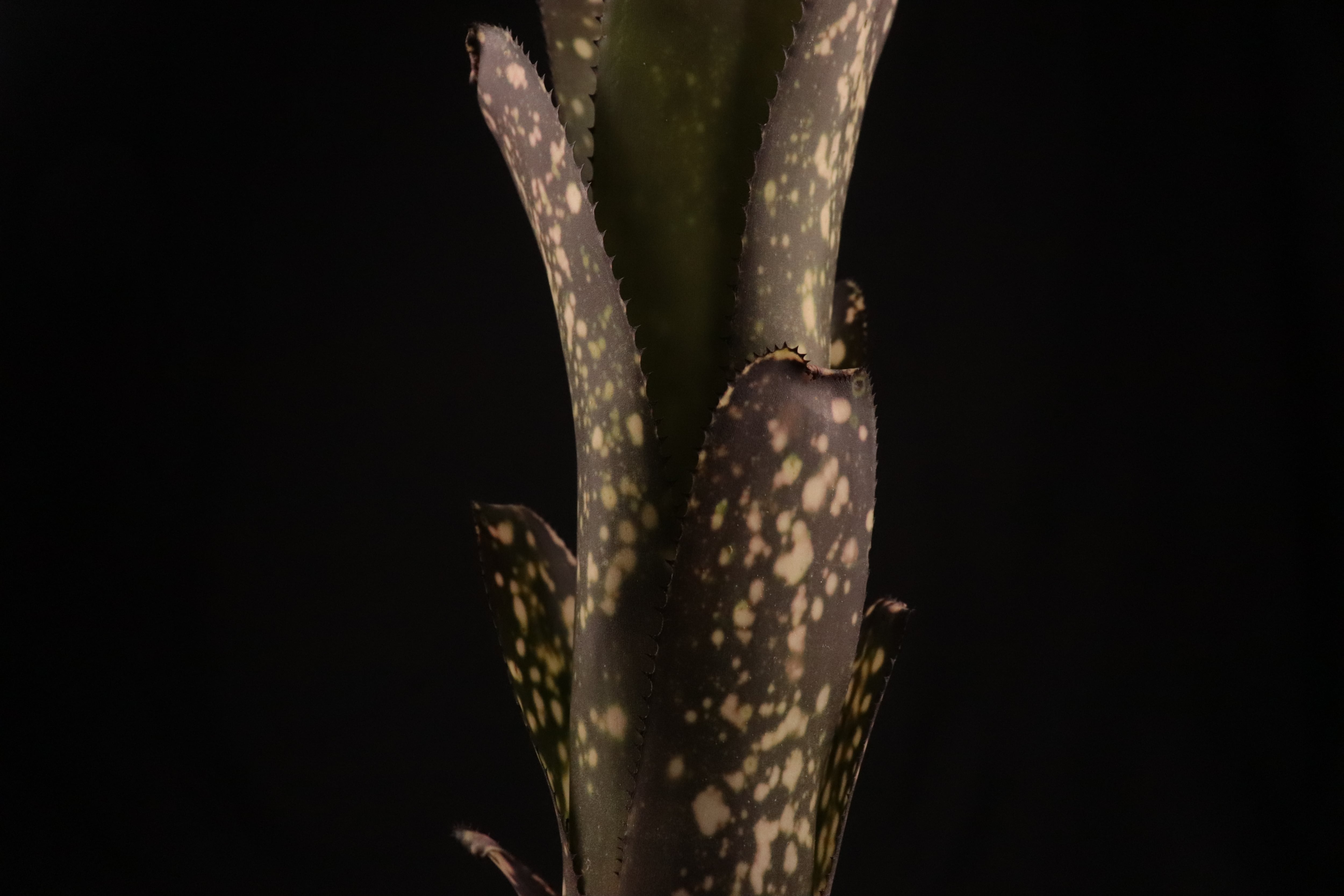 送料無料】Billbergia 'Ole'〔ビルベルギア〕現品発送B0169 | plane plants