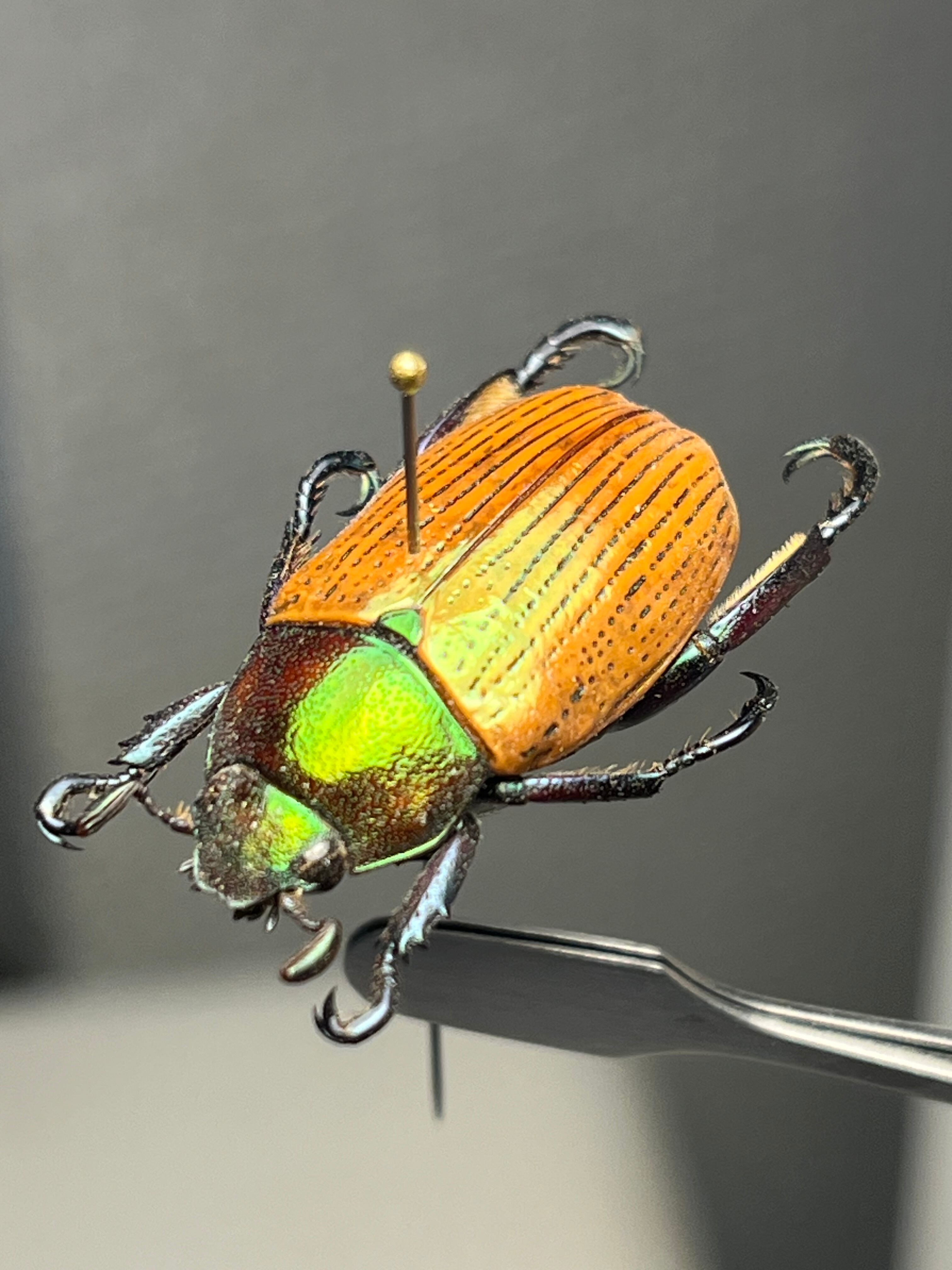 Pelidnota sanctijacobi プラチナコガネ 標本 Epichalcoplethis
