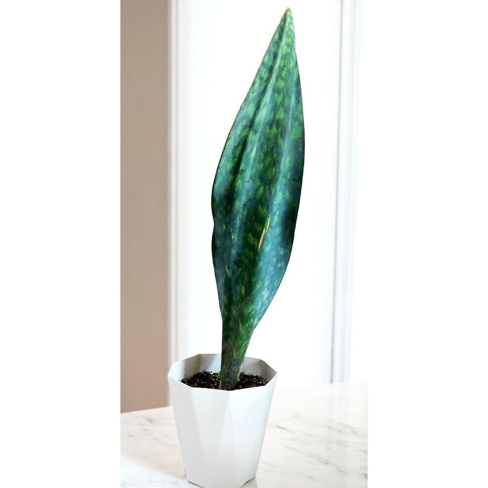 サンスベリア　サンセベリア　マッソニアーナ サンセベリア：マッソニアーナ（斑入り） 4号鉢植え23-01 の通販