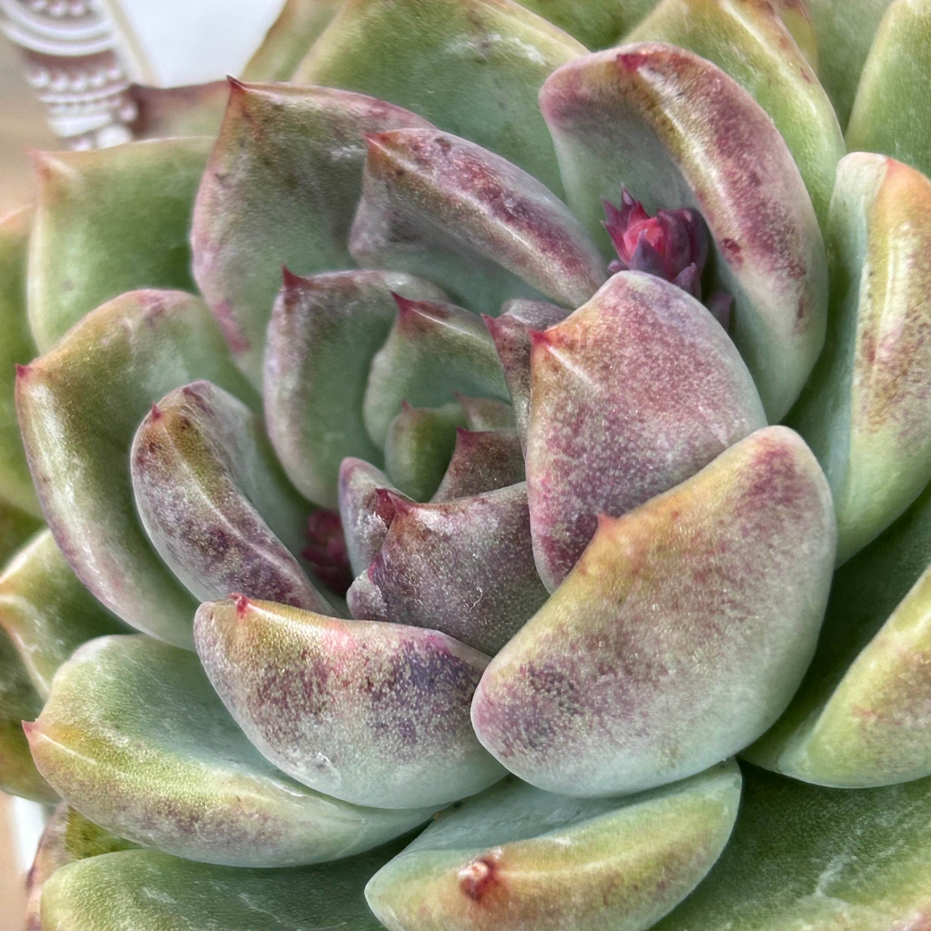 ブラッククィーンhy | RuPo 多肉植物専門店