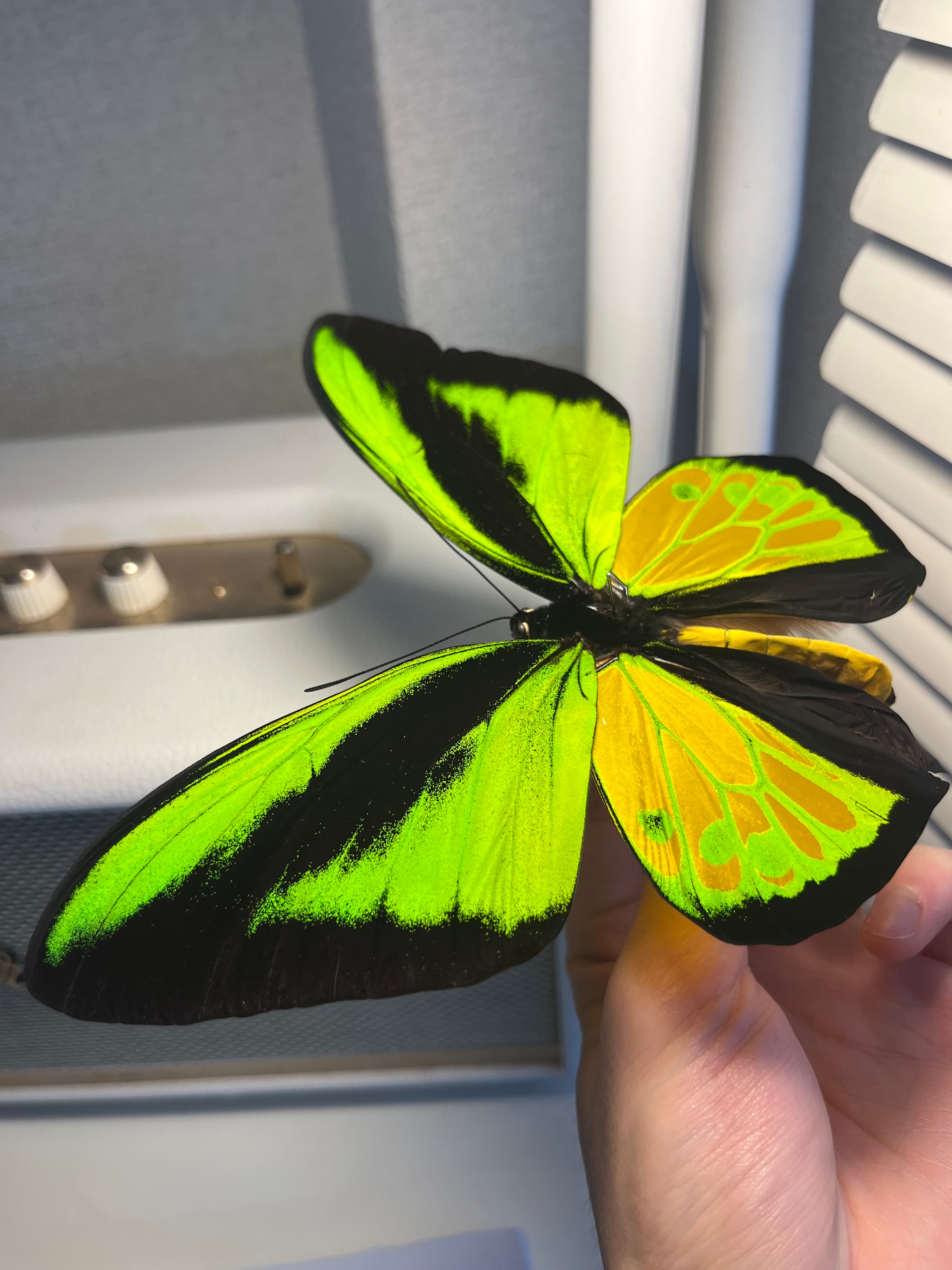 蝶最大級】ゴライアストリバネアゲハ 外国産蝶標本 蝶 標本 メガネ