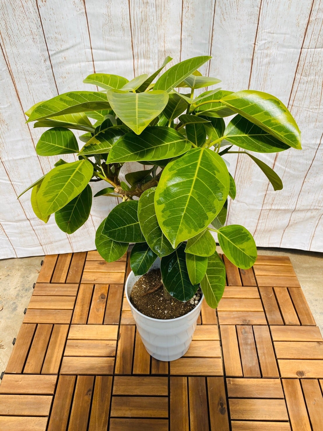 観葉植物 アルテシーマ 枝 7号鉢 ① | ハウスプランツショップ 観葉 観葉植物 アルテシーマ 枝 7号鉢 ① | ハウスプランツショップ 観葉