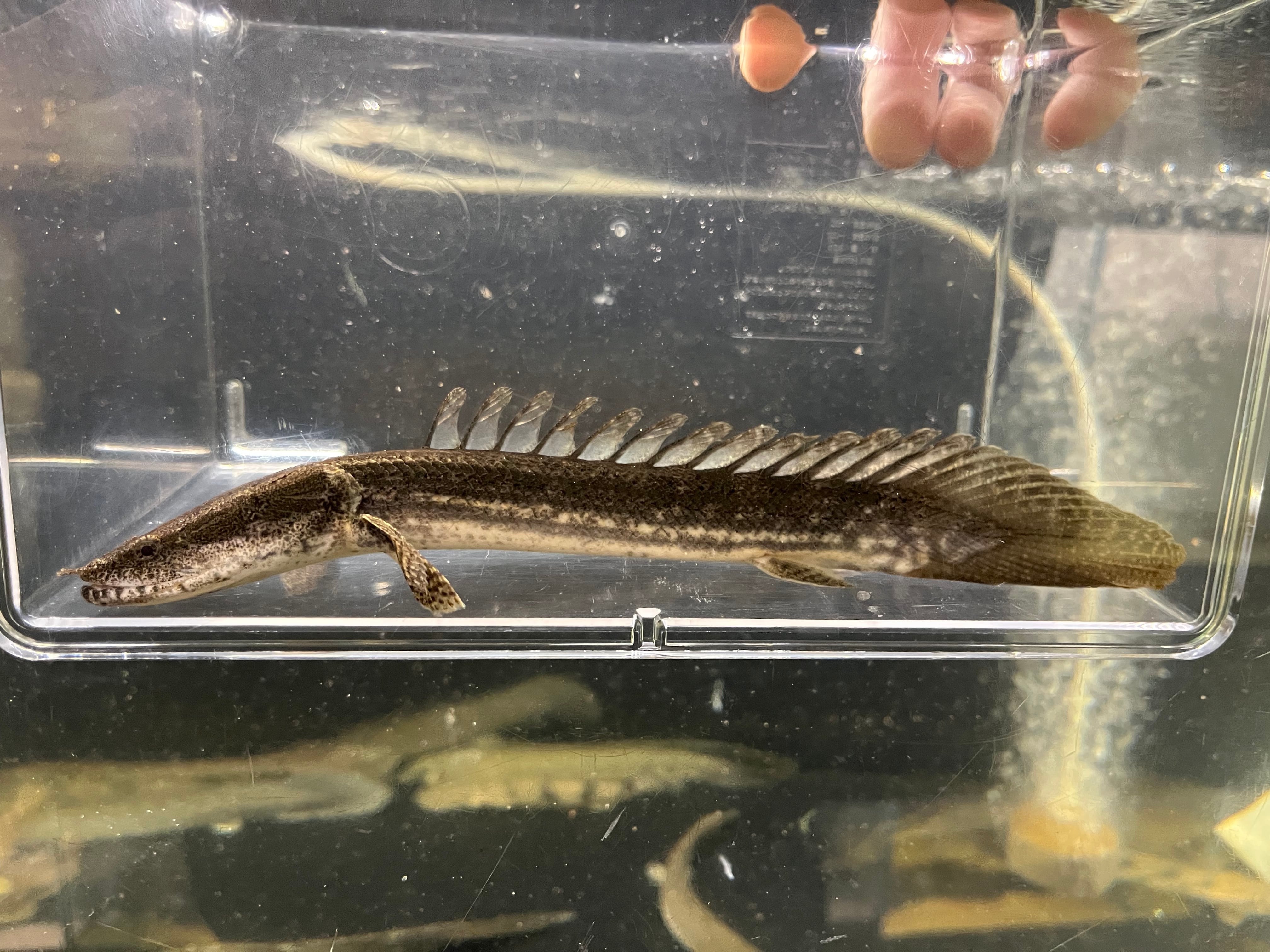 【ワイルド】ポリプテルス　ラプラディ ワイルド ポリプテルス ラプラディ - アクアショップ イブ