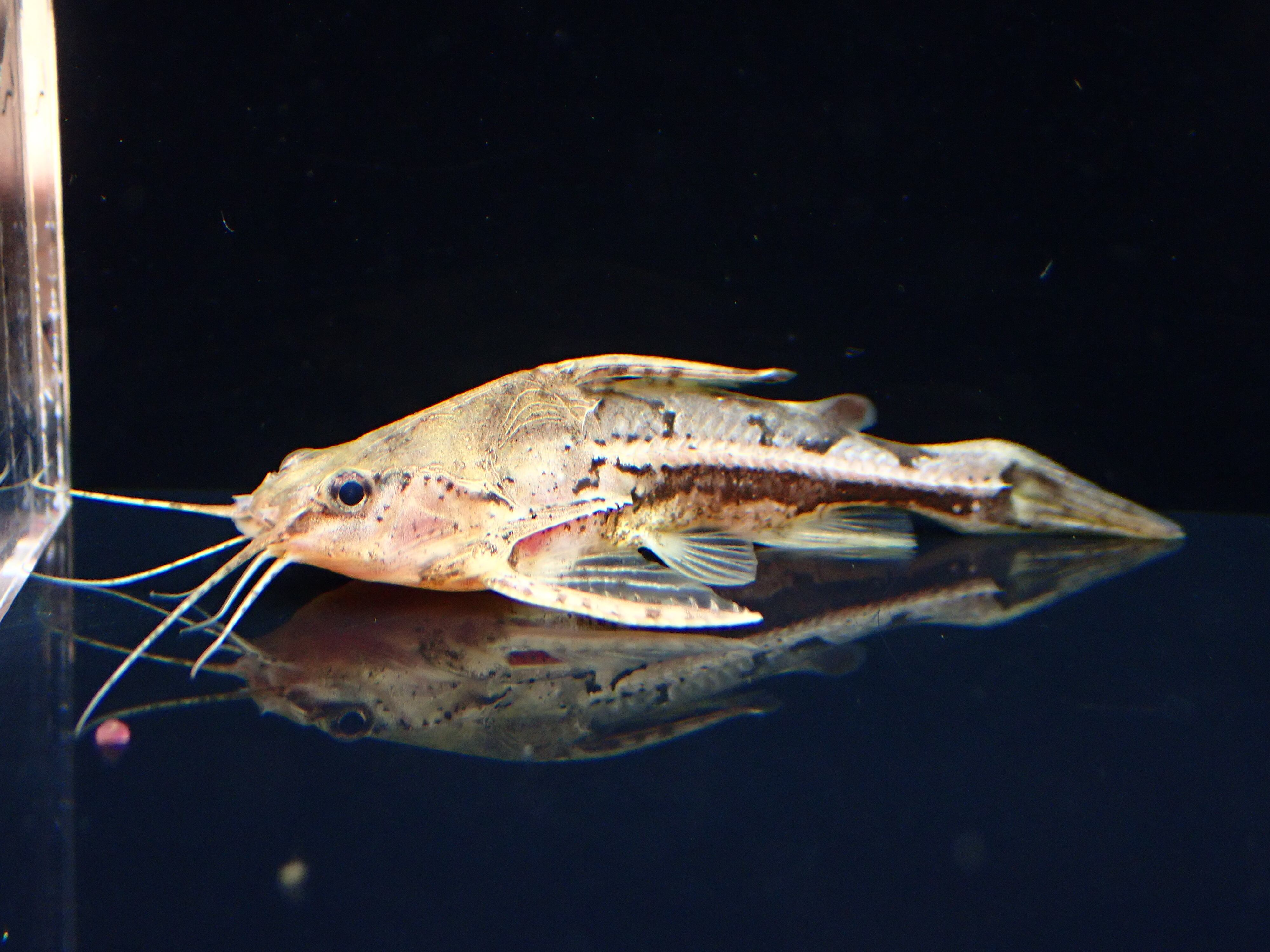 ハンコッキー アンブリドラス(ペルー)