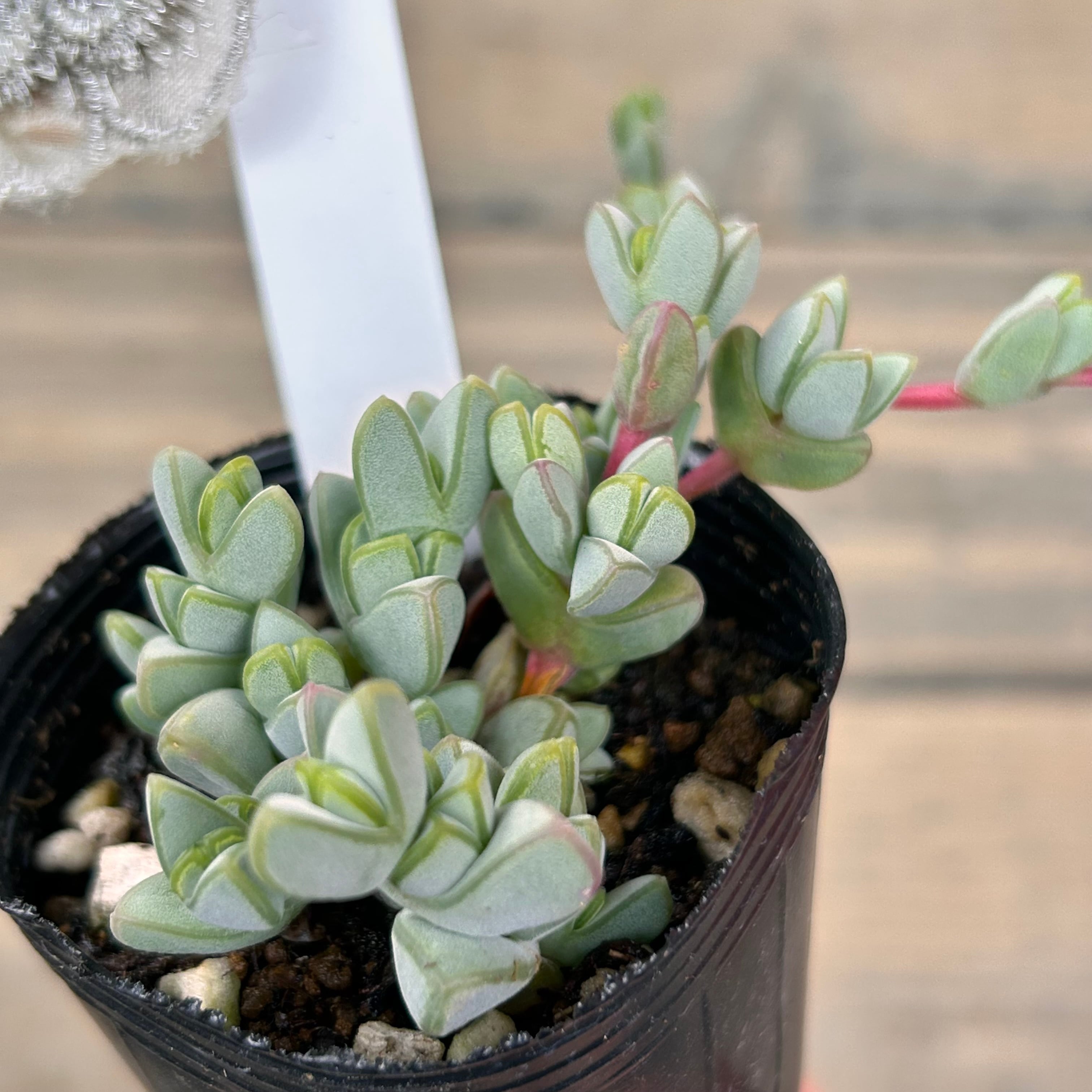 碧魚連(いとうぐりーん) | RuPo 多肉植物専門店