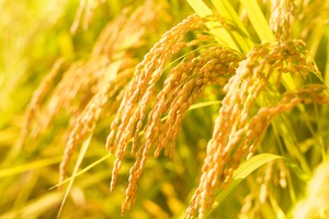 【淡路の米】自然栽培 | 農薬不使用・化学肥料不使用 | キヌヒカリ 令和7年 【白米 5kg】（しっかり）