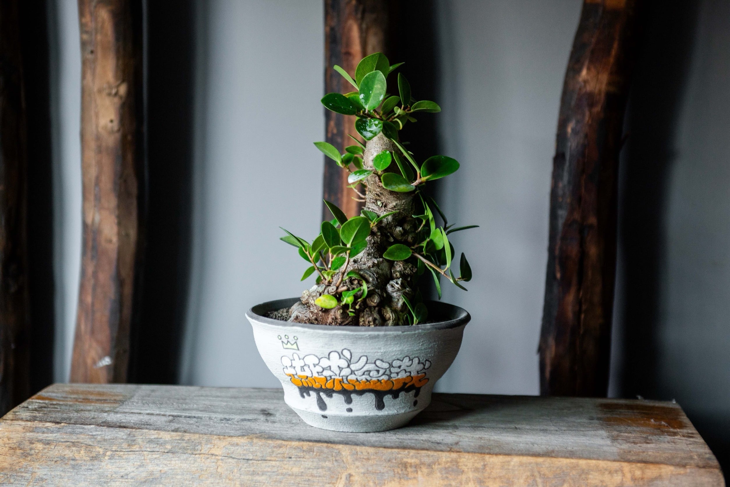 琉球盆栽】Ficus microcarpa × 阿萬 世界に一点 特注グラフィティ鉢