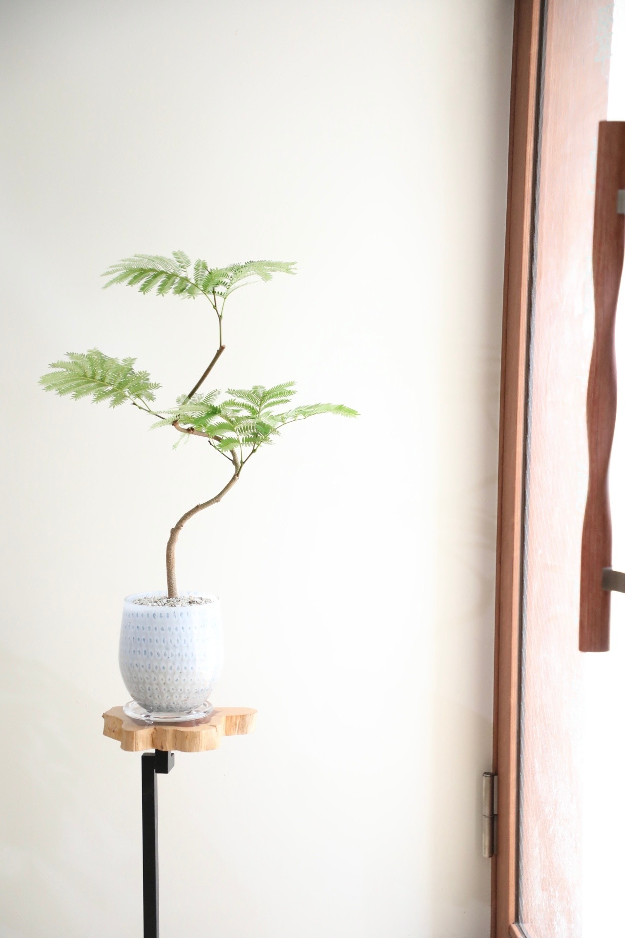 【M】エバーフレッシュ 曲げ木/Pithecellobium confertum ever fresh ※ガラス鉢付き