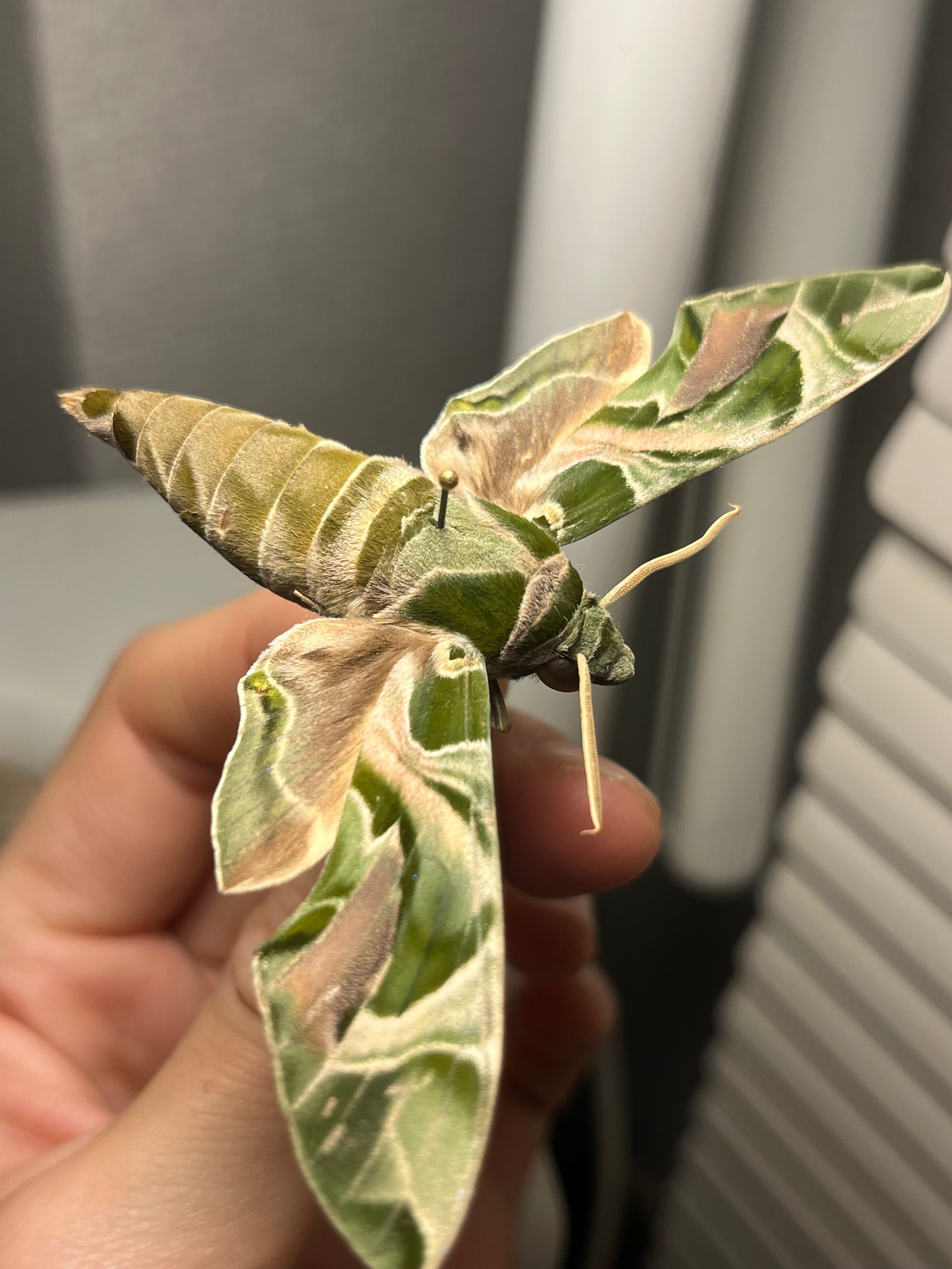 キョウチクトウスズメ 夾竹桃雀蛾 Daphnis nerii 蛾標本 蝶標本