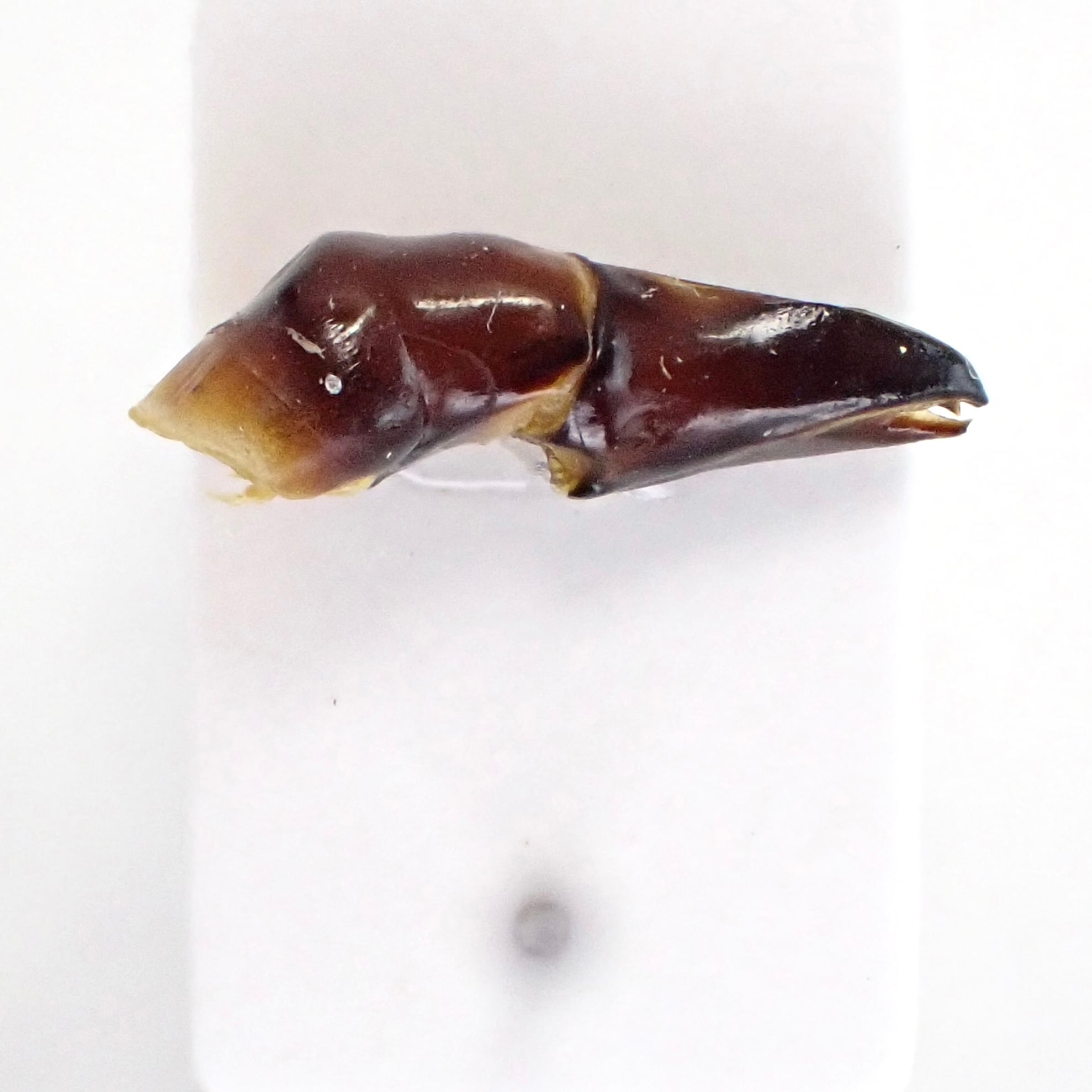 タンザニア産 Heliocopris letiranti ♂ 46mm | 昆虫標本 Diggers